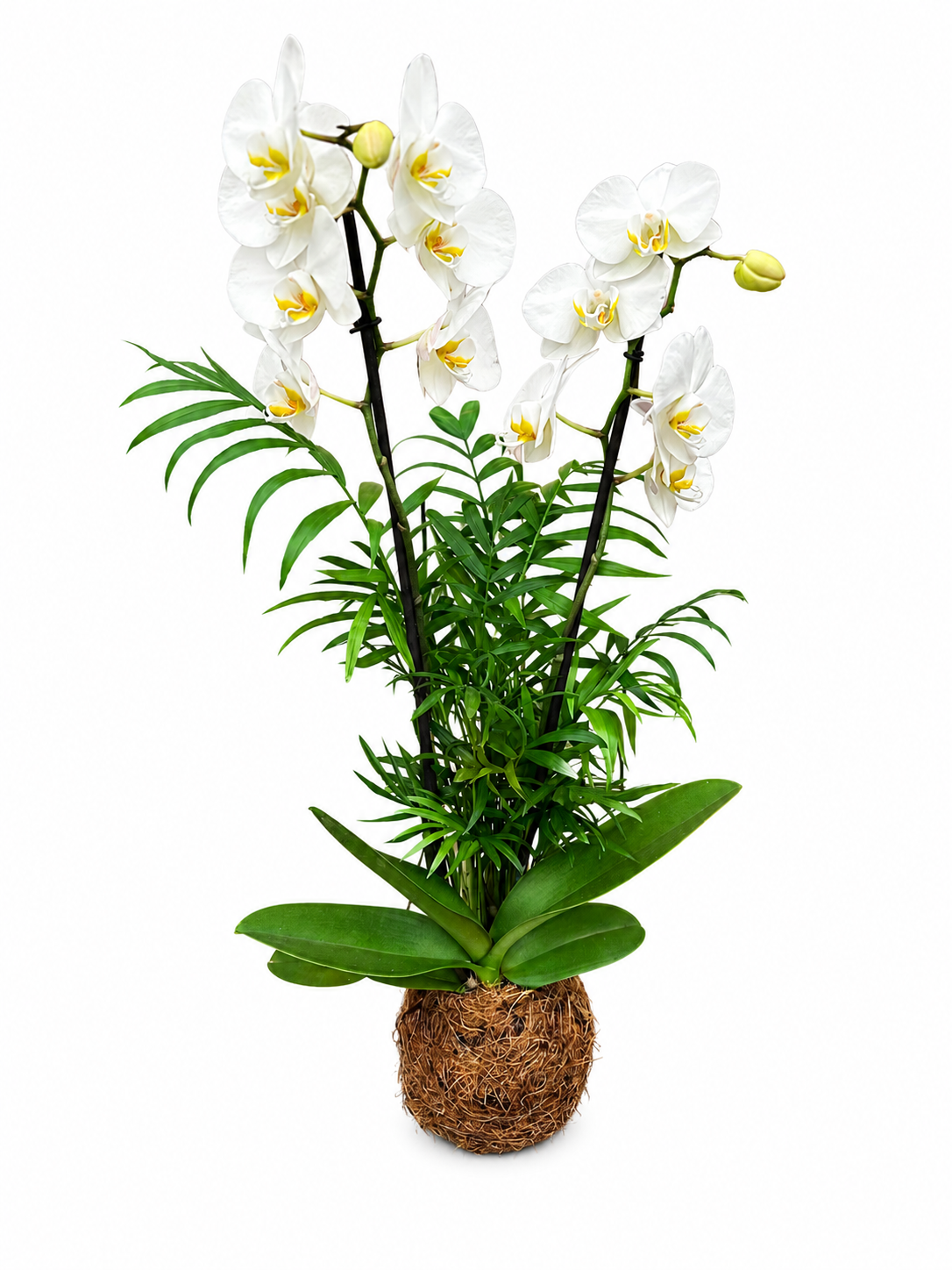 Arranjo Kokedama de Orquídea Branca com Chamaedorea