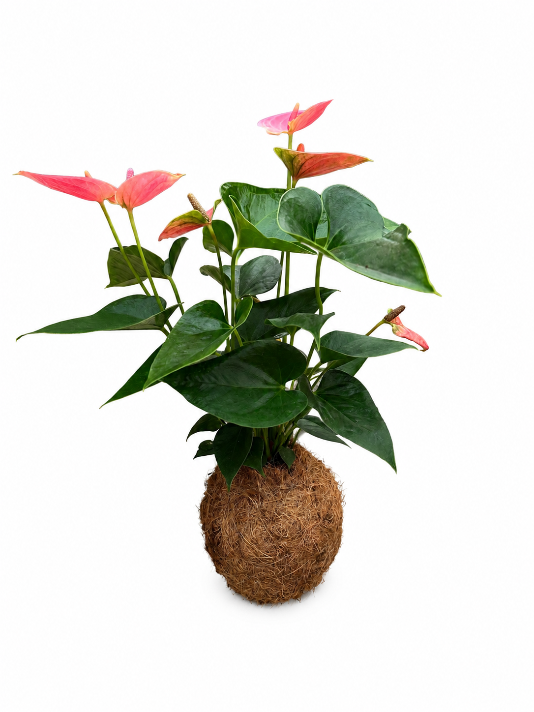 Kokedama de Anthurium Rosa
