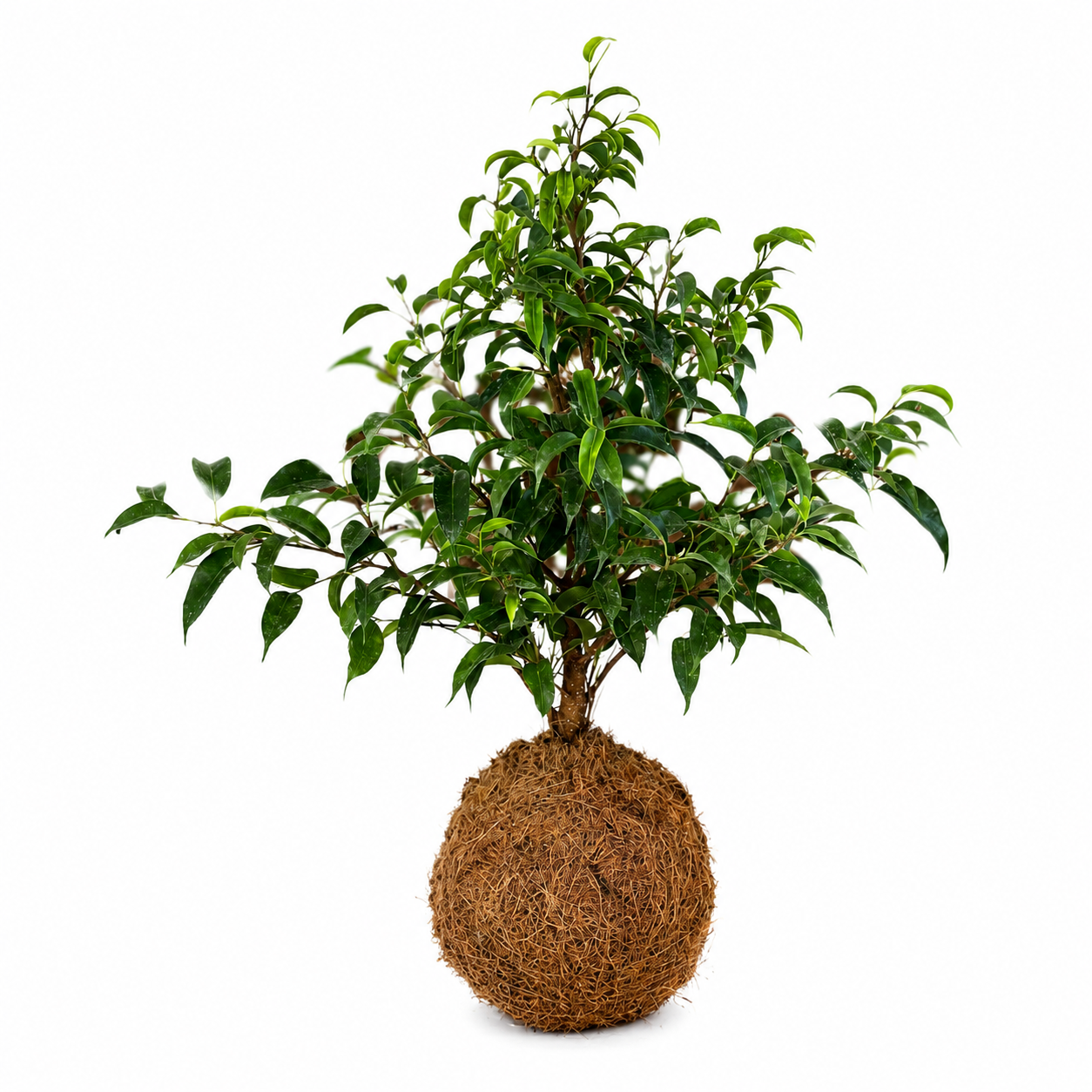 Kokedama de Ficus Natasja