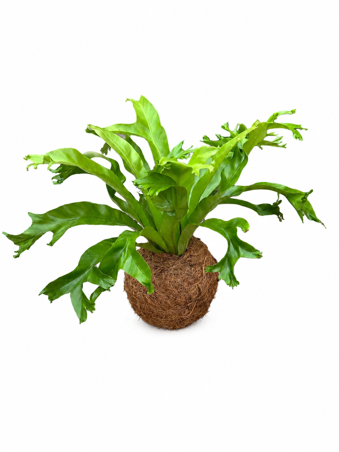 Kokedama de Asplenium