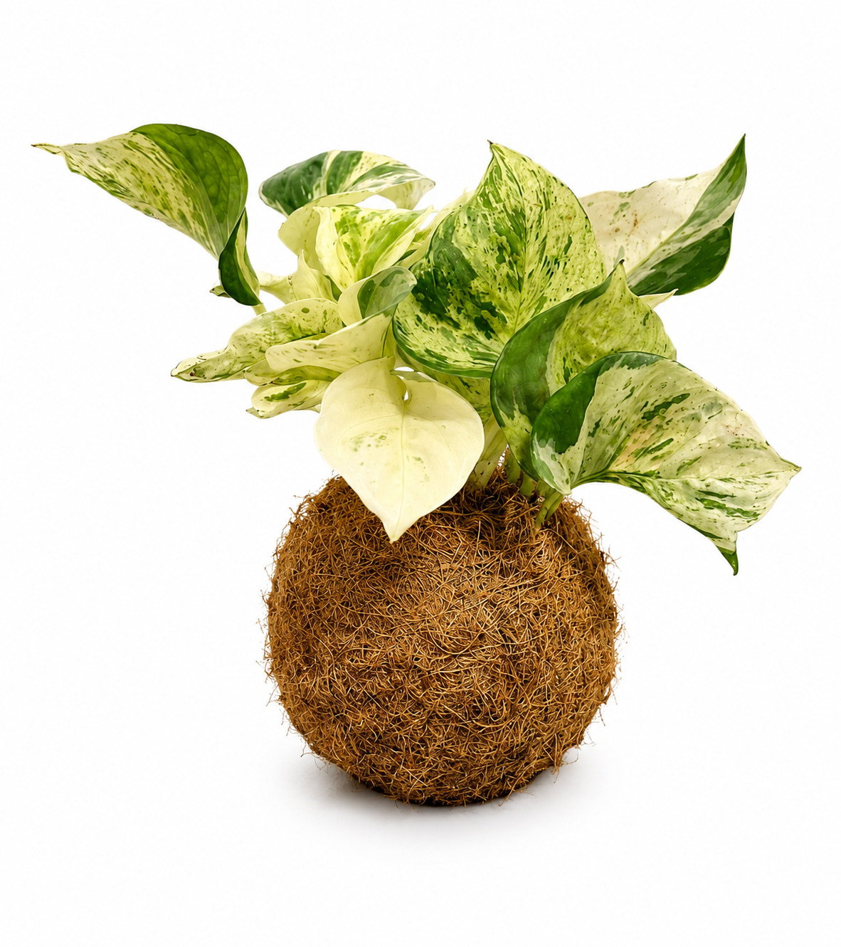 Kokedama de Jibóia (Epipremnum Marble Queen)