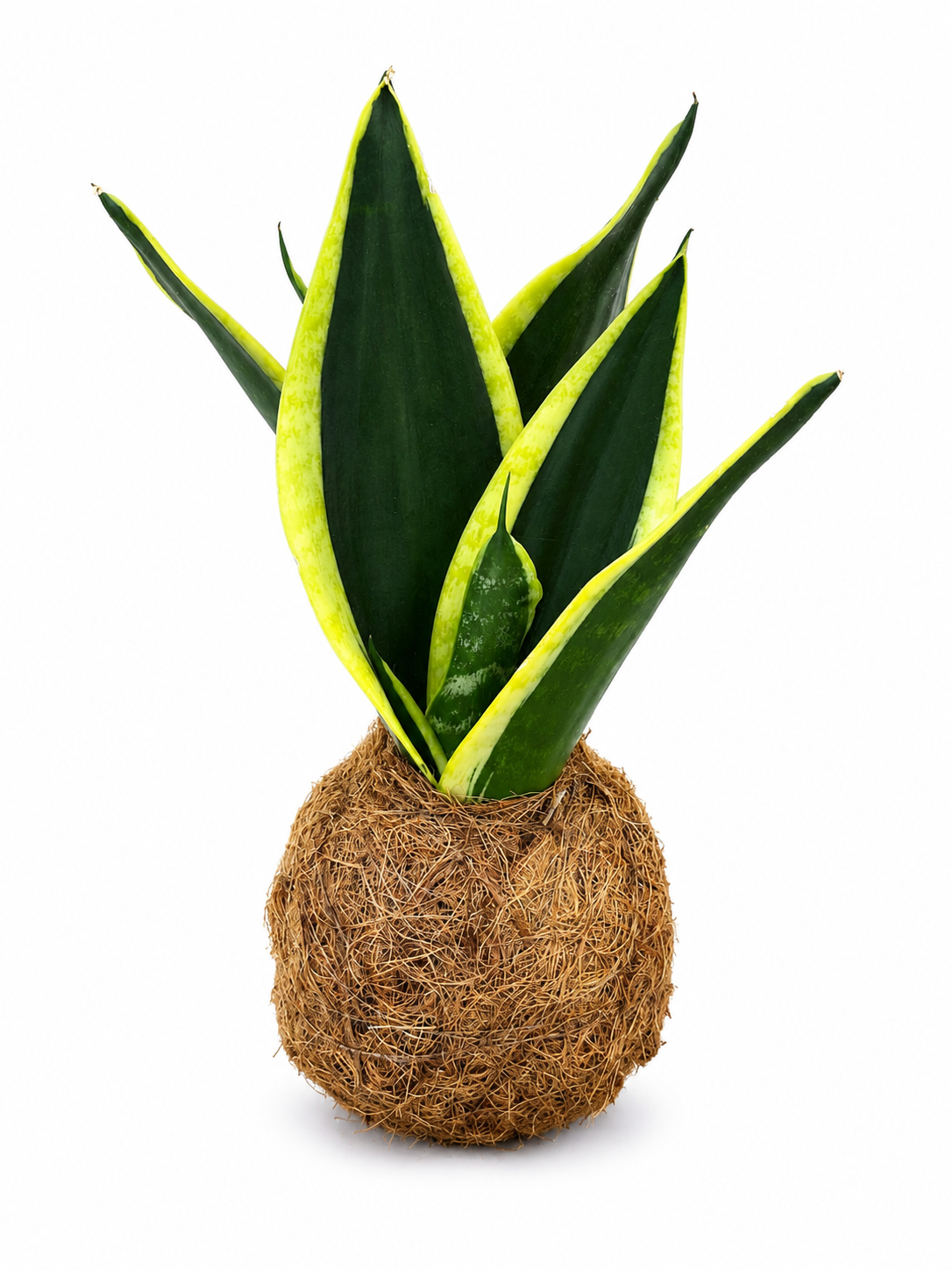 Kokedama de Espada de São Jorge (Sansevieria Trifasciata)