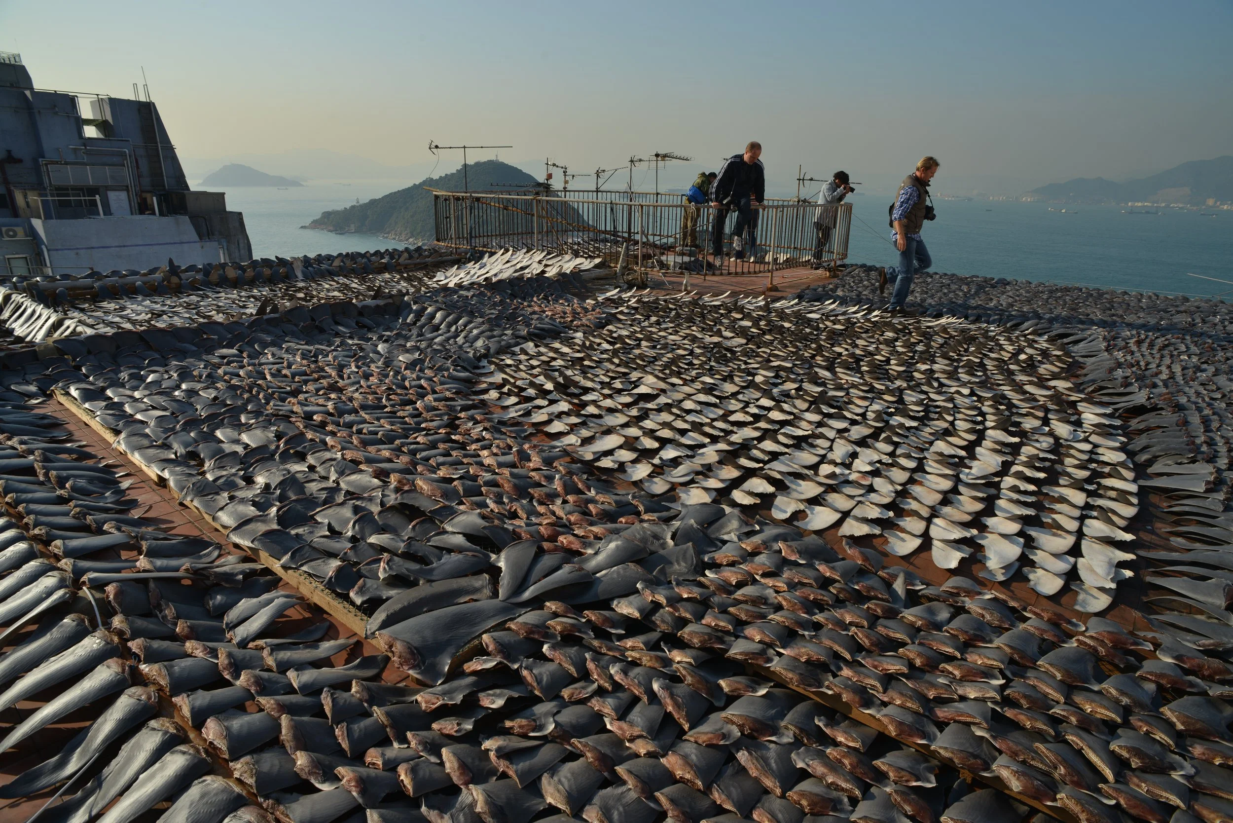Thousands of shark fins dry on a roof in Hong Kong, destined for consumption in culinary culture as a luxury food item like Shark fin soup.