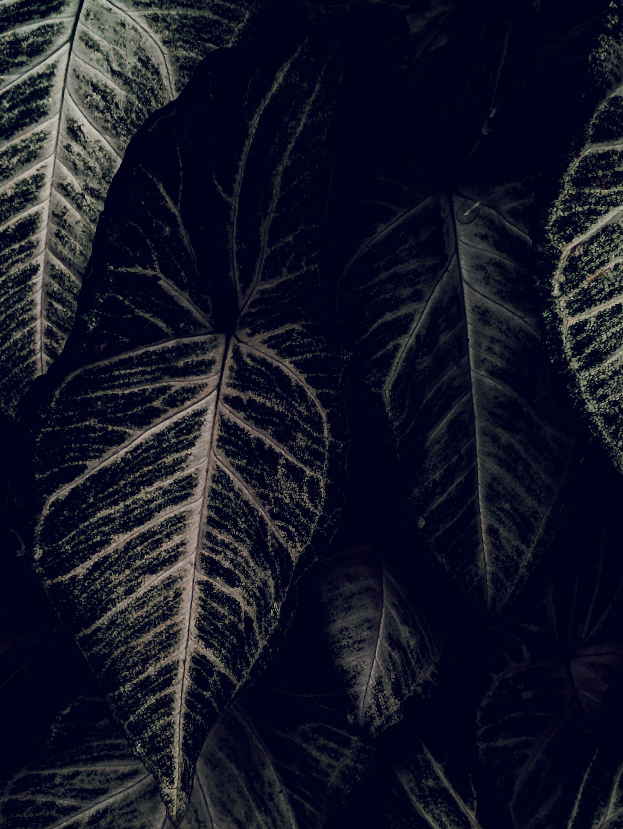 Close-up of dark green and black variegated leaves with prominent veins in a welcoming trauma therapy office in South Florida.
