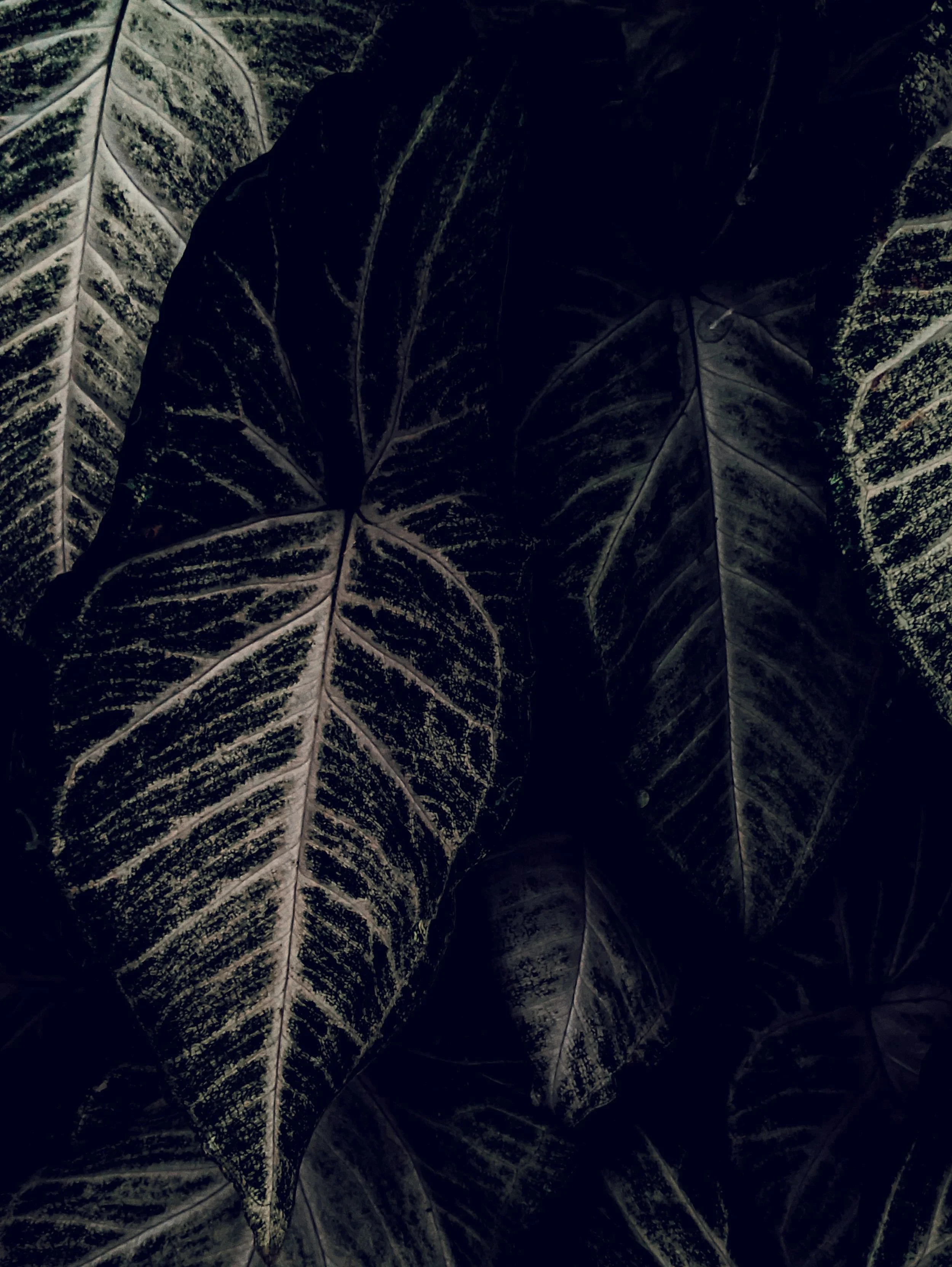 cool tone leaves as a picture for the trauma and anxiety section on a therapy website in fort lauderdale florida 