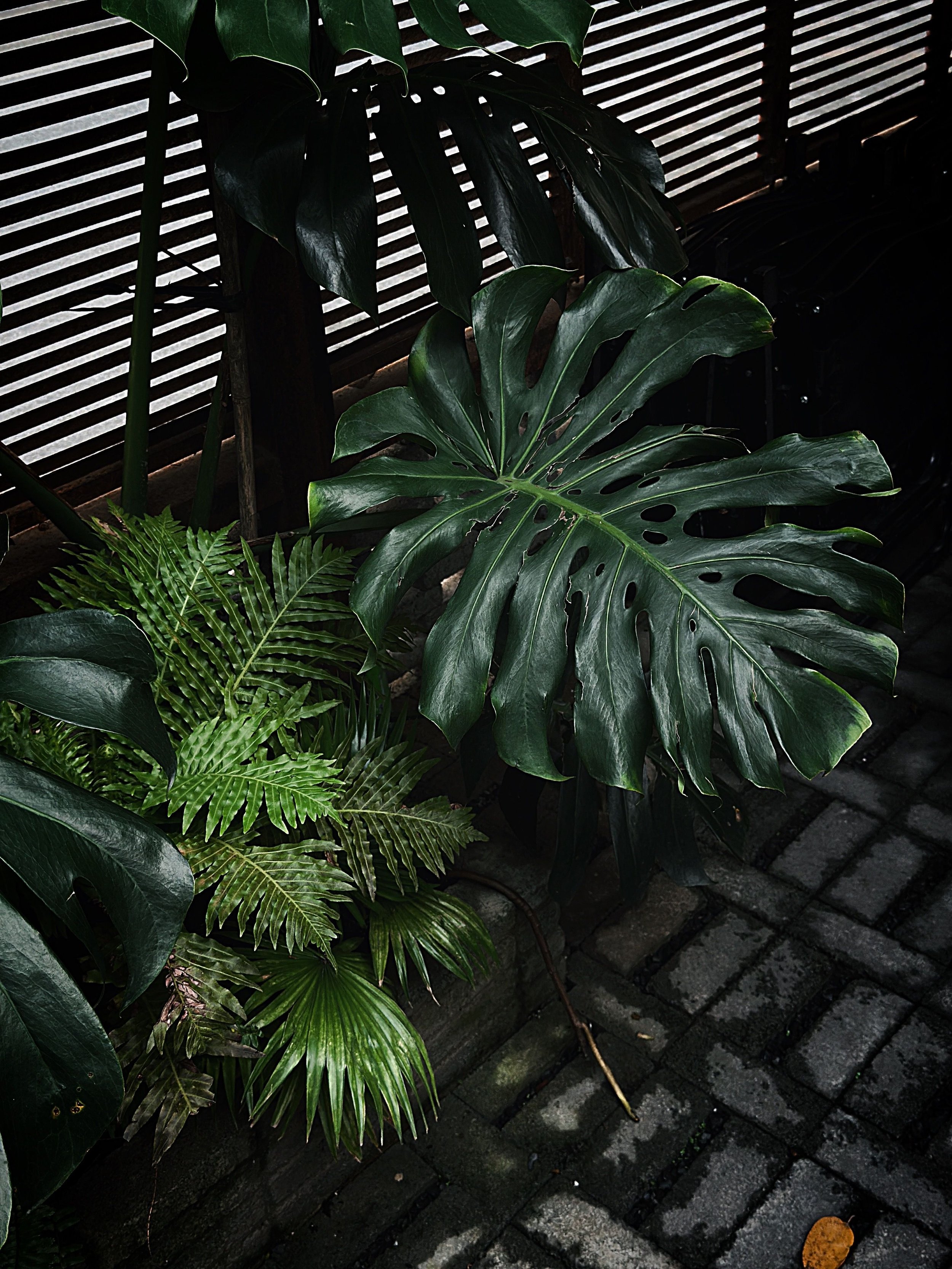 Calming indoor plant in a comfortable Fort Lauderdale counseling office designed for healing and reflection.