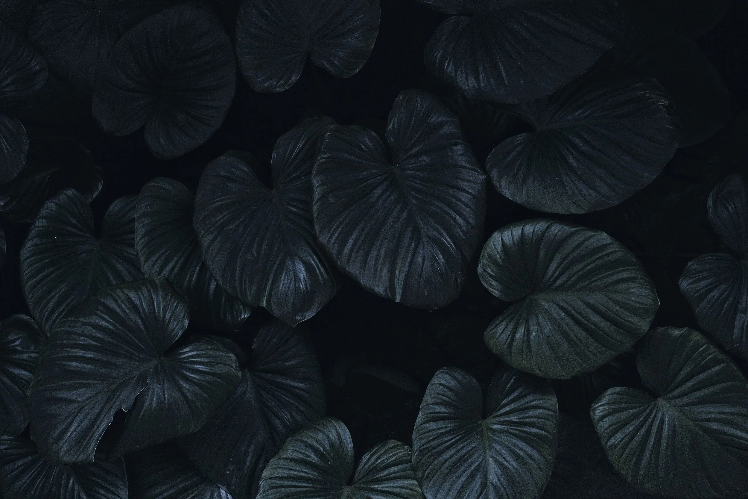 Green indoor plant in a warm, modern psychotherapy office in Fort Lauderdale.