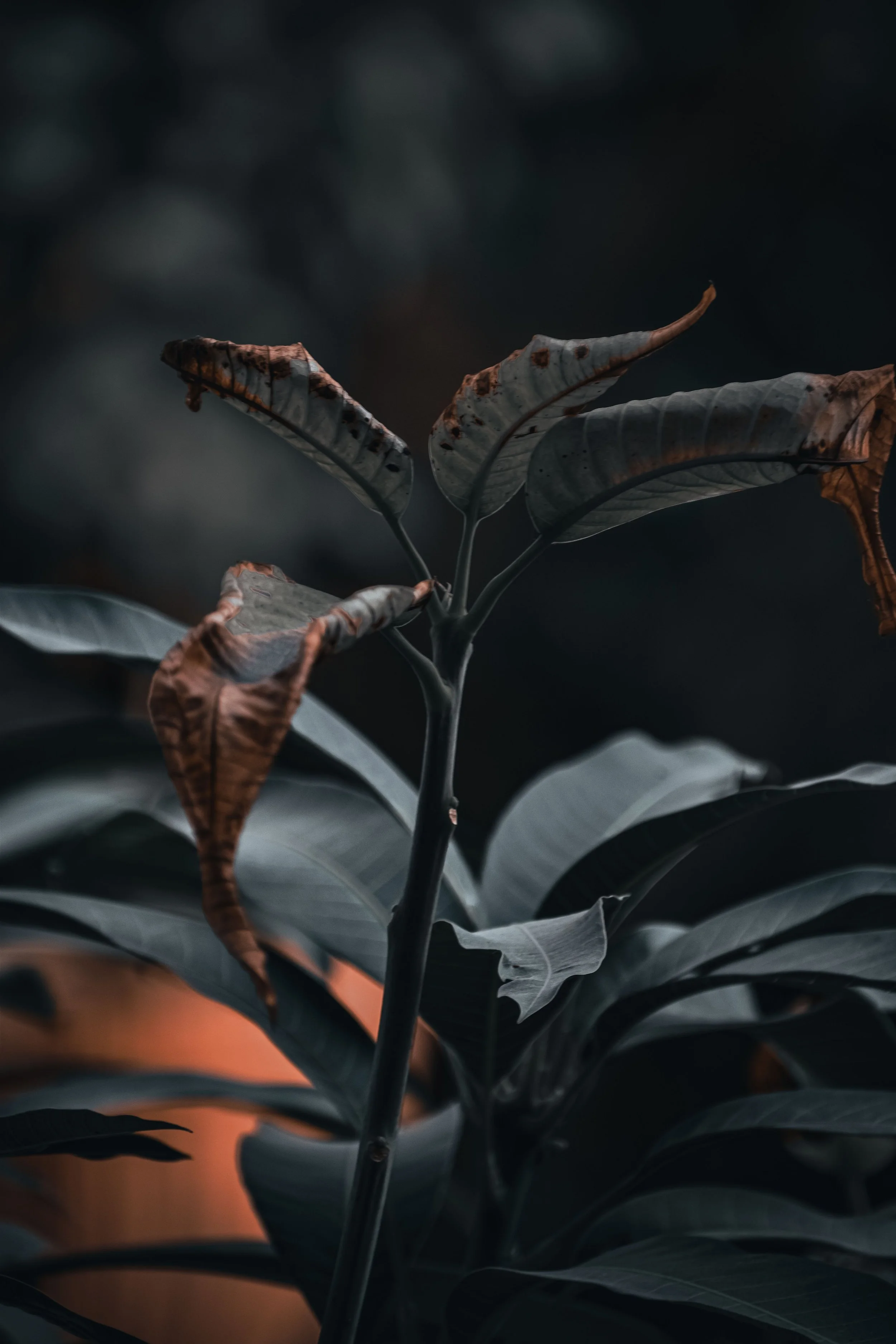 dark moody plant photo slowly dying representing betrayal trauma and affair recovery therapy in fort lauderdale