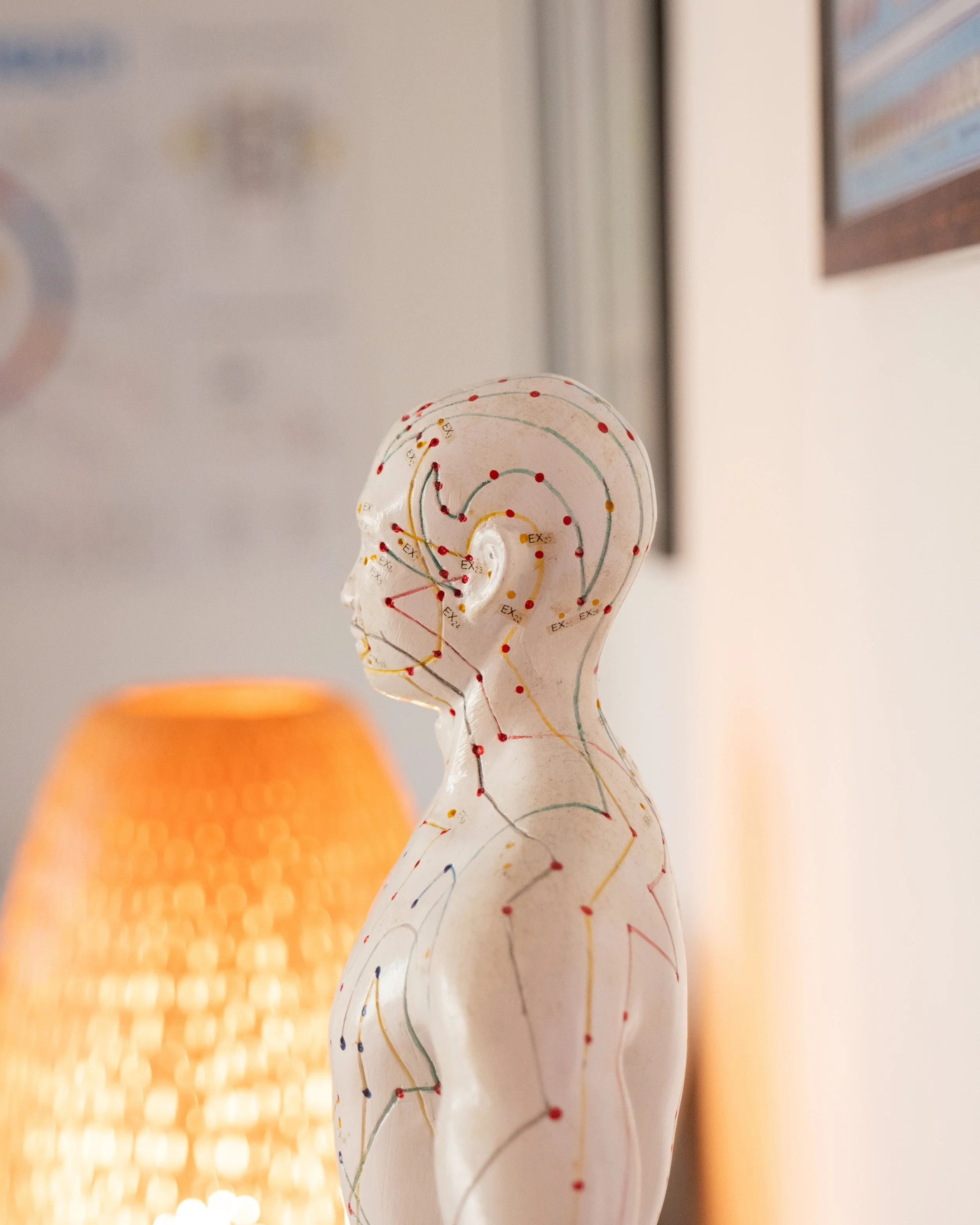Une sculpture de forme humaine avec des méridiens dessinés de couleurs différentes. Dans le fond se trouve un poster de Santé par le Toucher, technique utilisée en kinésiologie. Une lumière chaleureuse se dégage de l'arrière-plan.