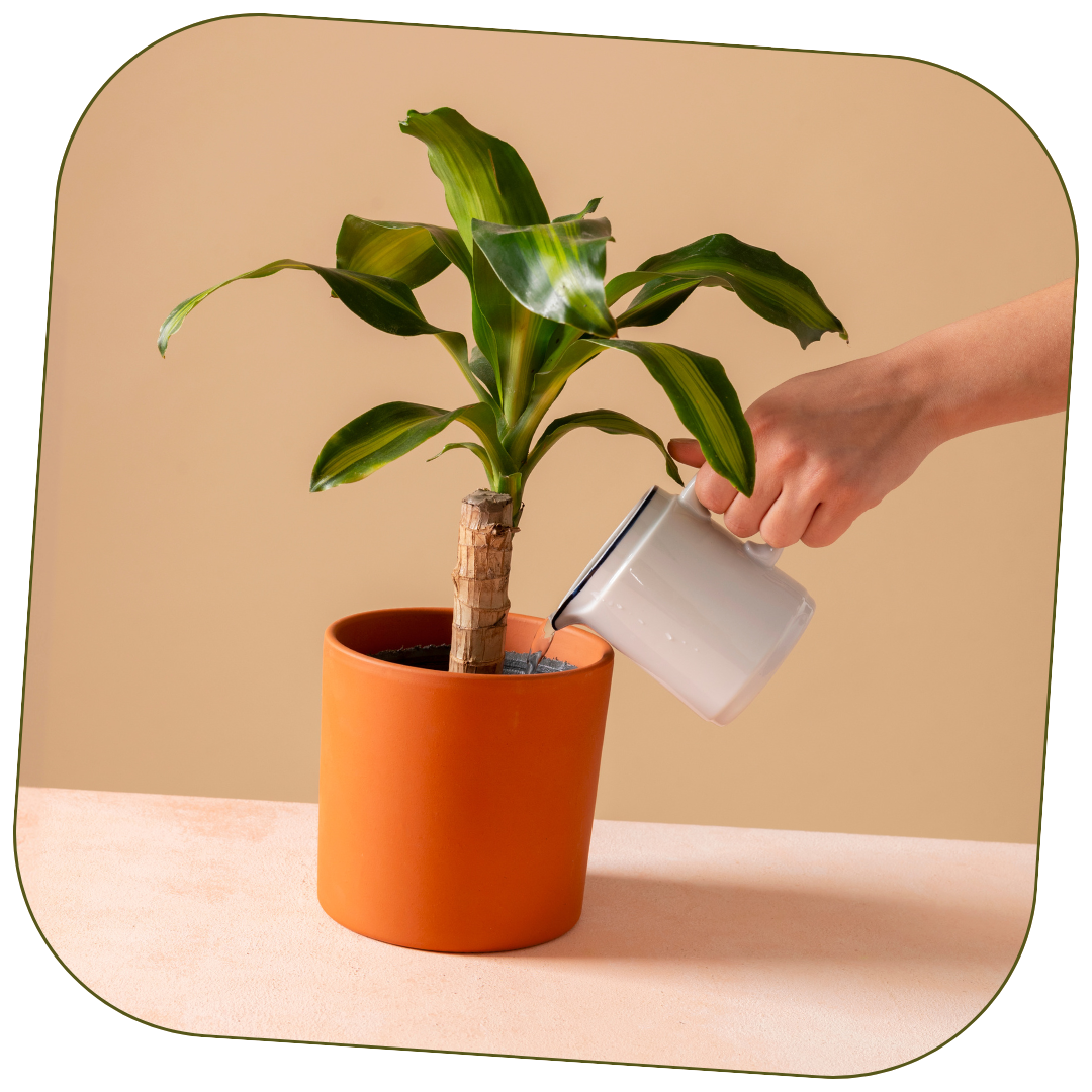 A person watering a potted indoor plant with large green leaves in a terracotta pot.