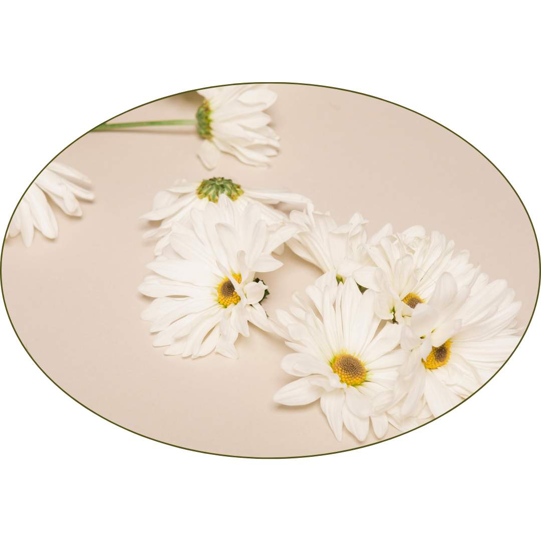 Several white daisies with yellow centers arranged on a beige background.