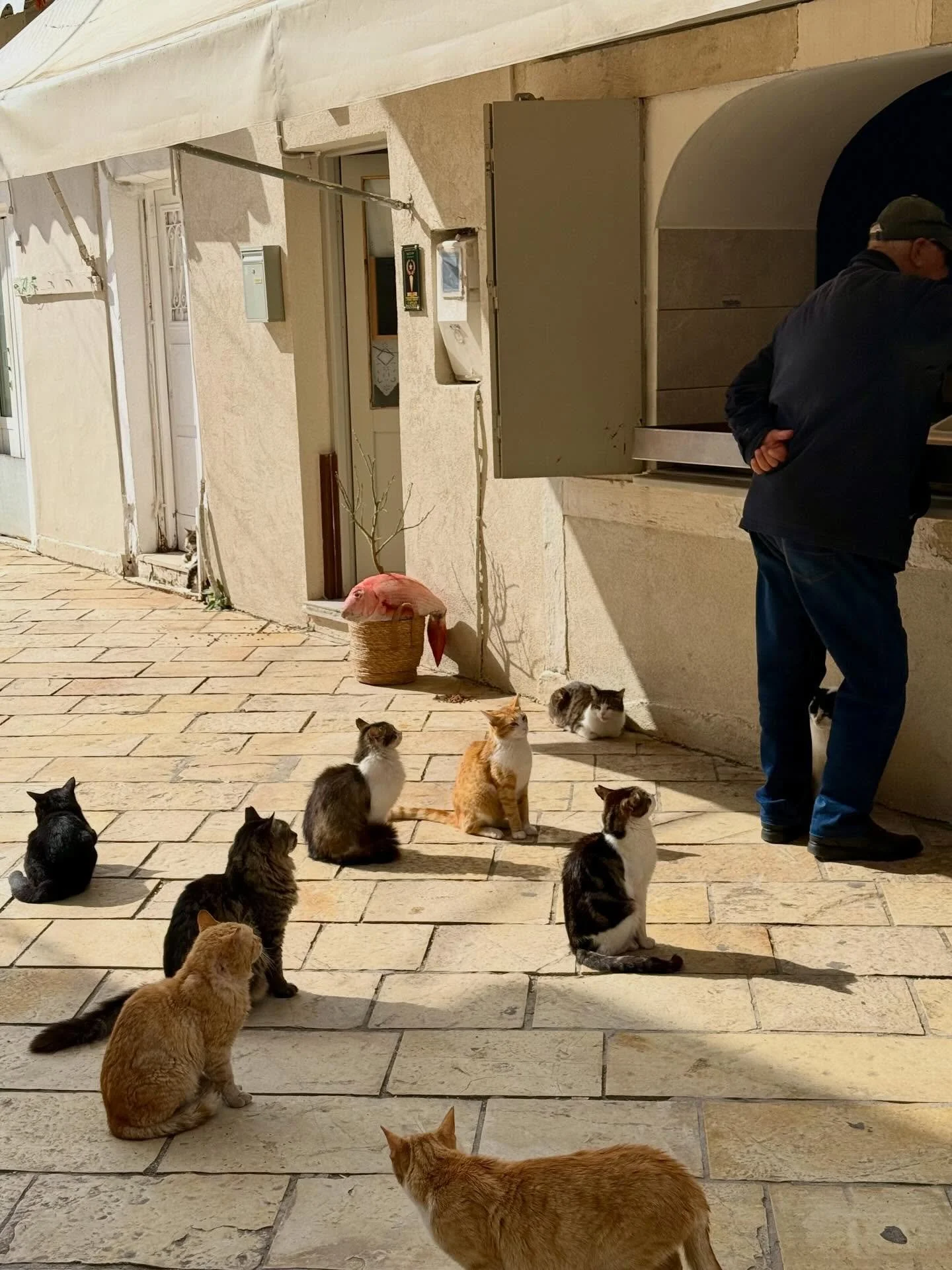 Paxos cats waiting patiently for the fishmonger to open in Gaios. #cats #paxos