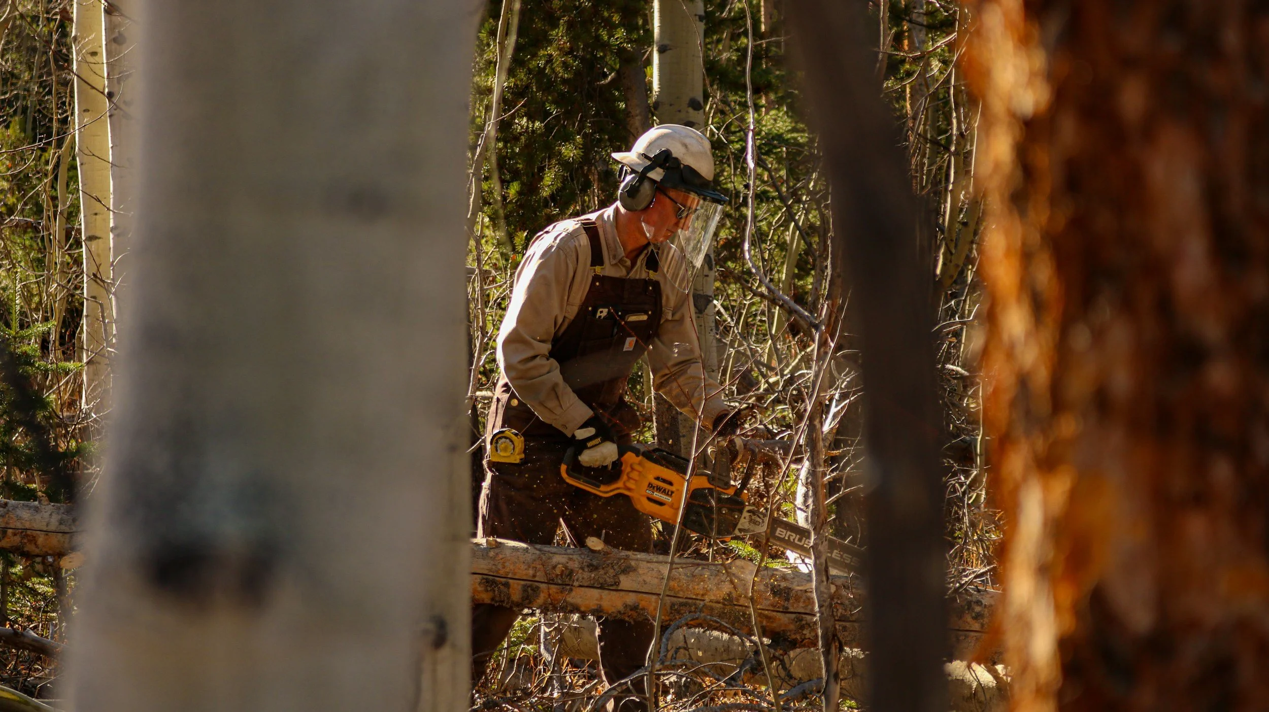 Do You Need a Permit to Remove a Tree in Rhode Island?