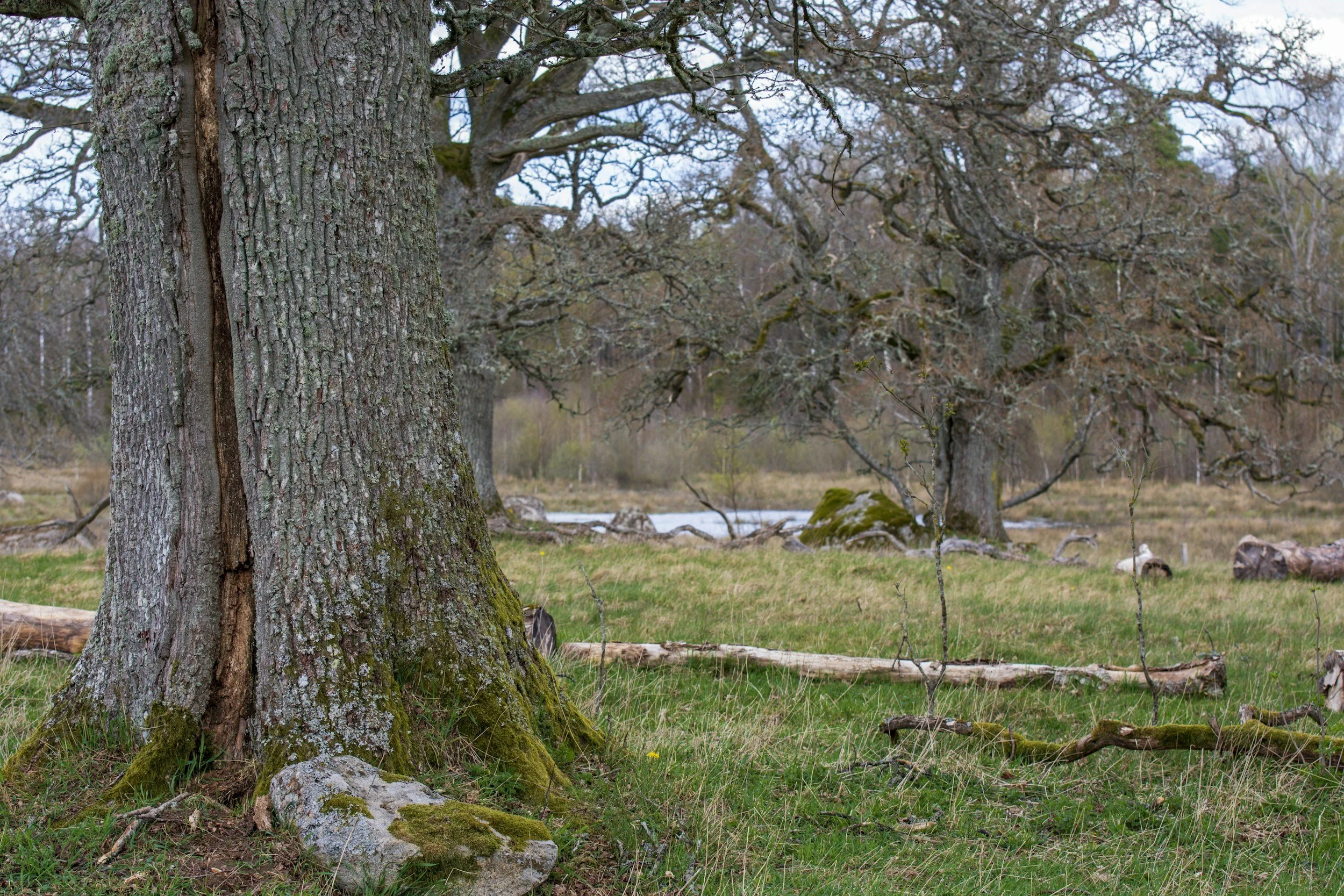 10 Signs a Tree on Your Property Is Dangerous