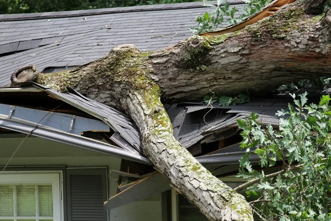 Storm Damage: What to Do in the First 24 Hours After a Tree Comes Down