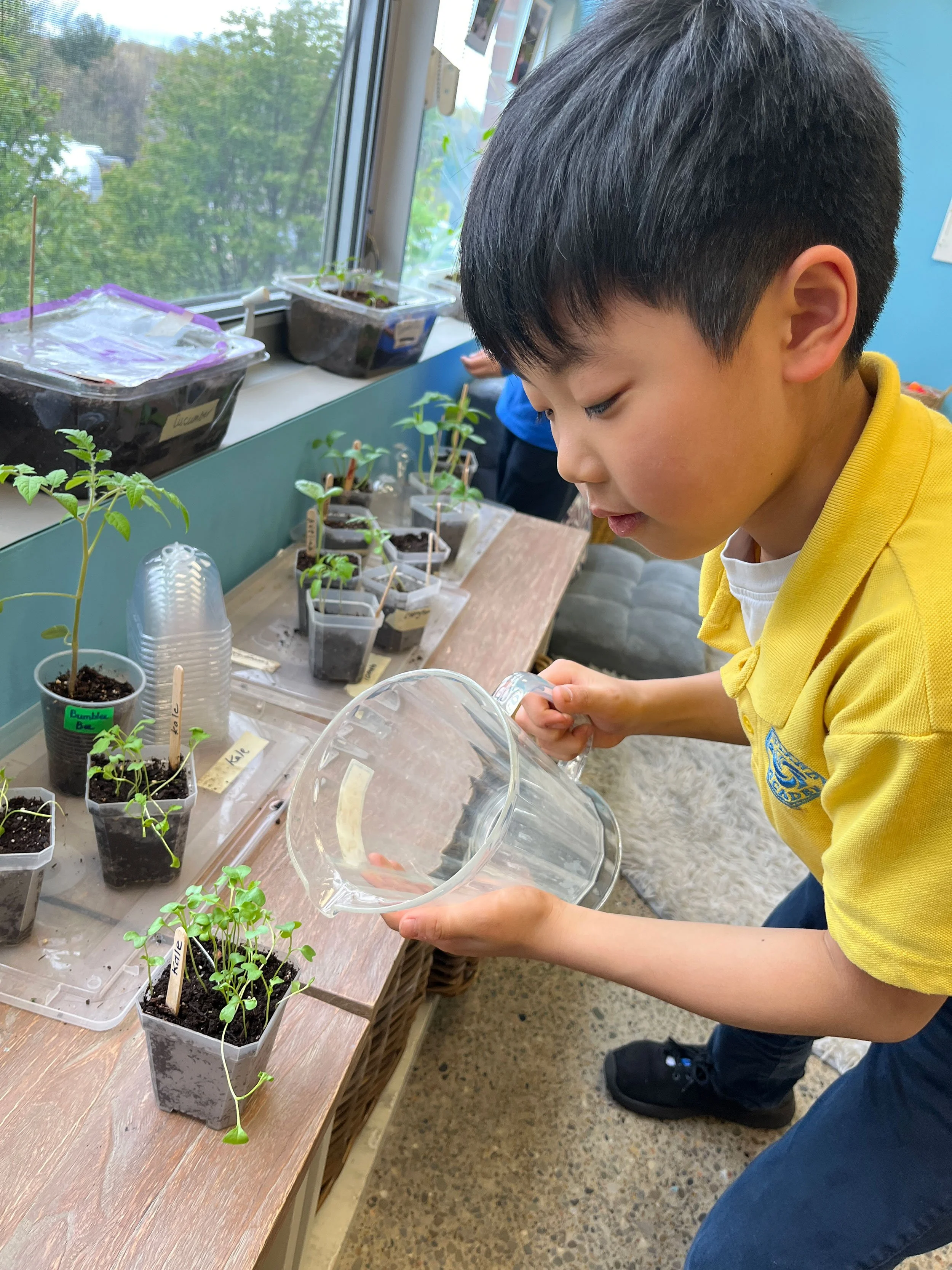 A young boy in a yellow shirt is watering small plant seedlings in a classroom or garden setting, with other seedlings in containers on the table and outside the window.