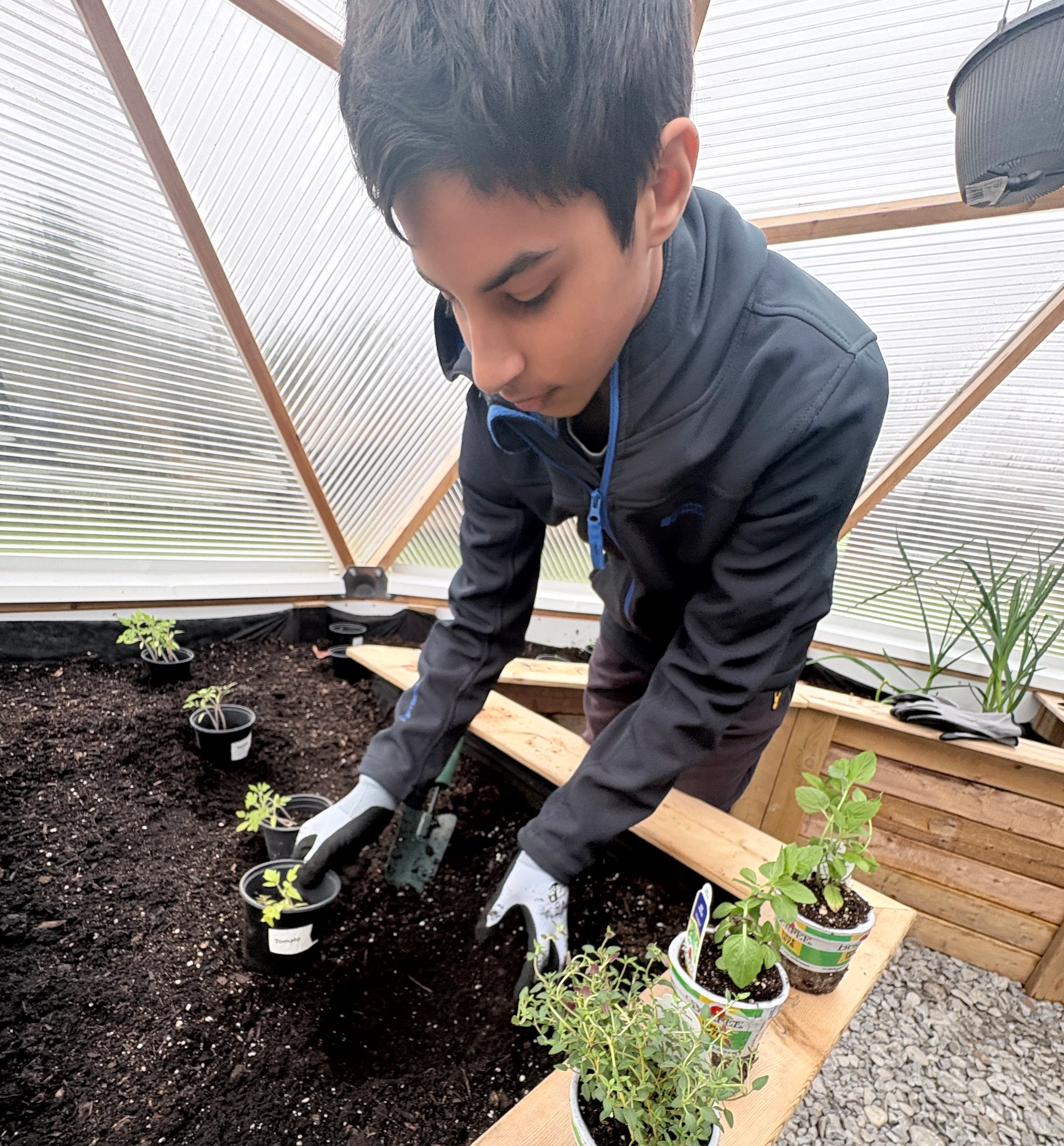 Young boy planting seedlings in soil inside a greenhouse with clear plastic walls and wooden framing.