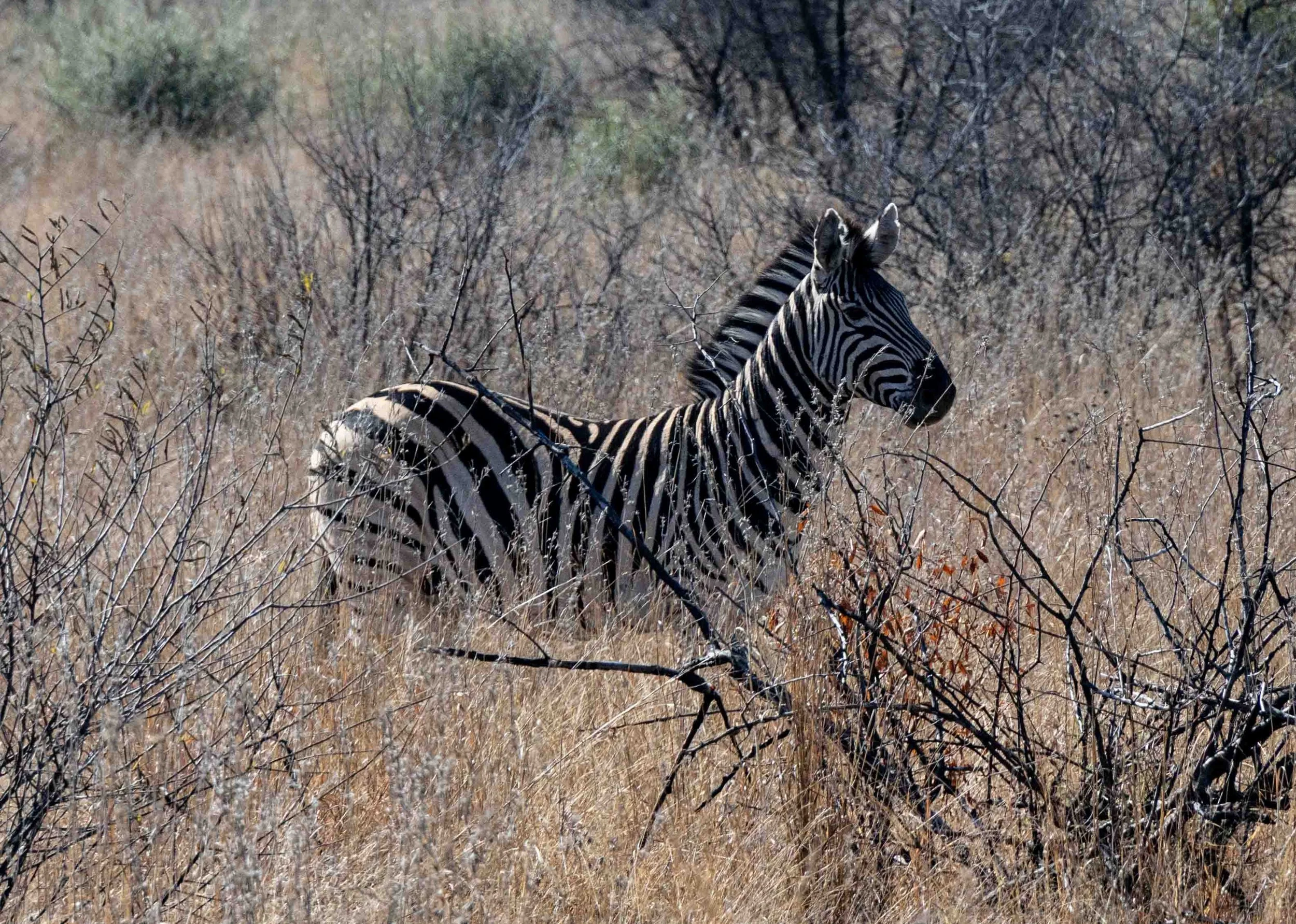 Zebra Brush_Pilansberg South Africa-1945.JPG