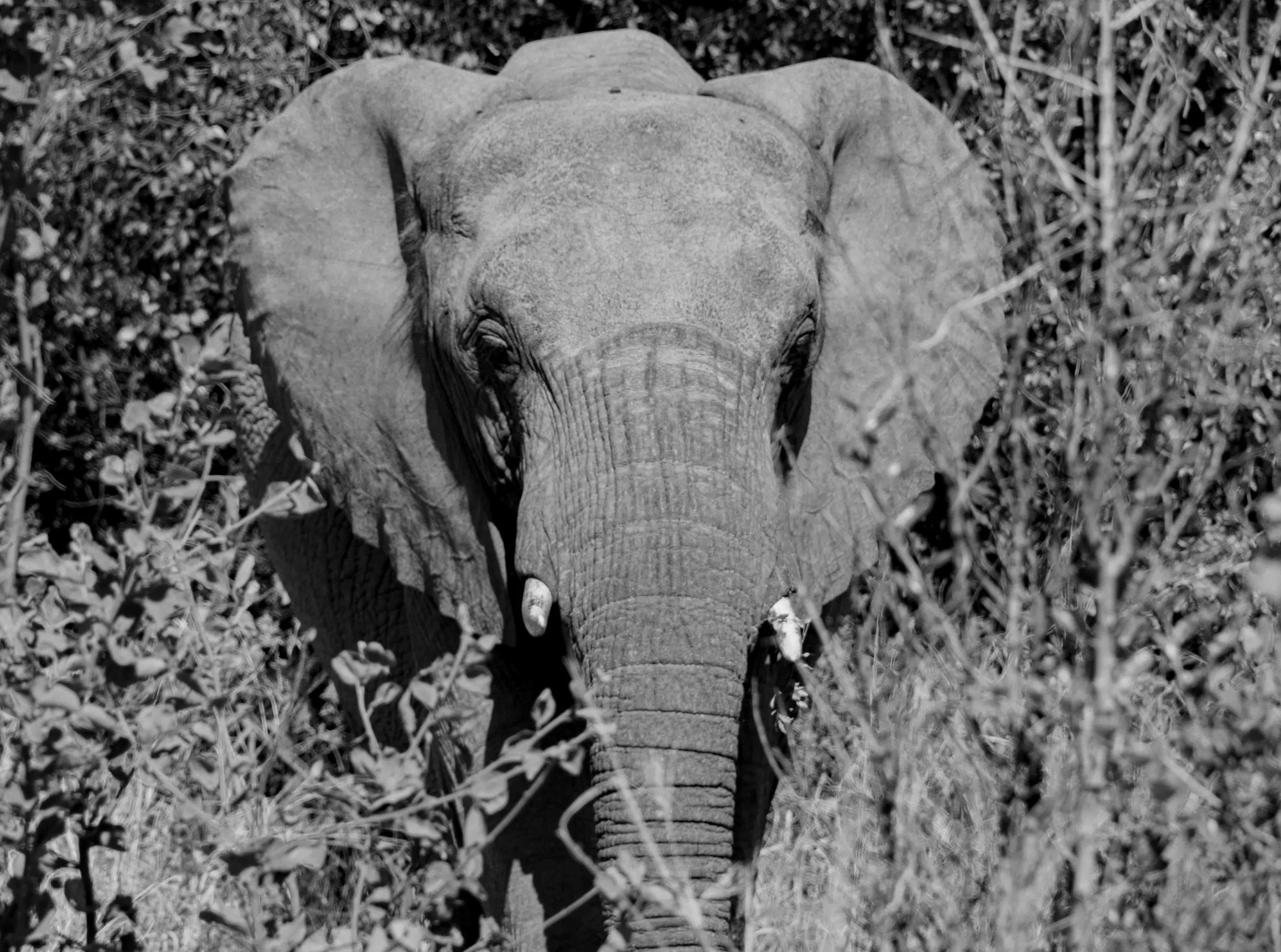Elephant Brush BW CU_Pilansberg South Africa-2003.JPG