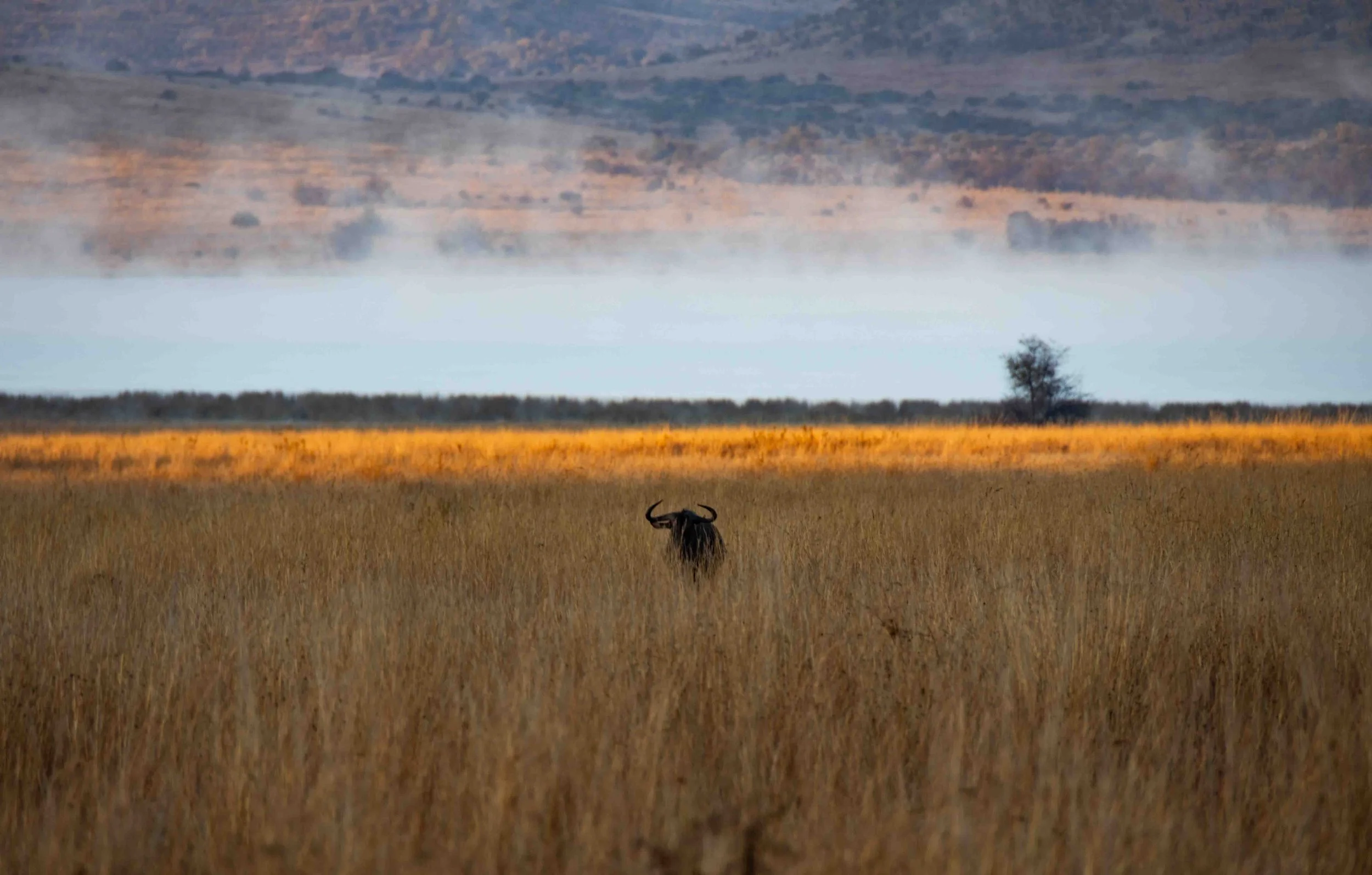Wildabeast_Pilansberg South Africa-2192.JPG