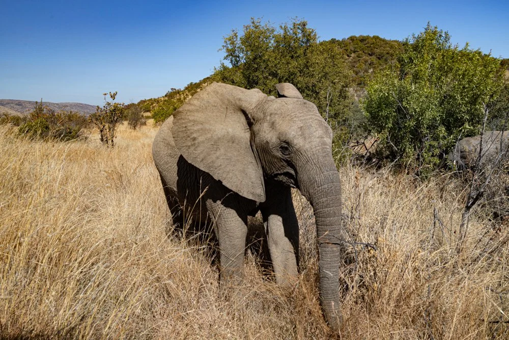 Elephant-2019.jpg