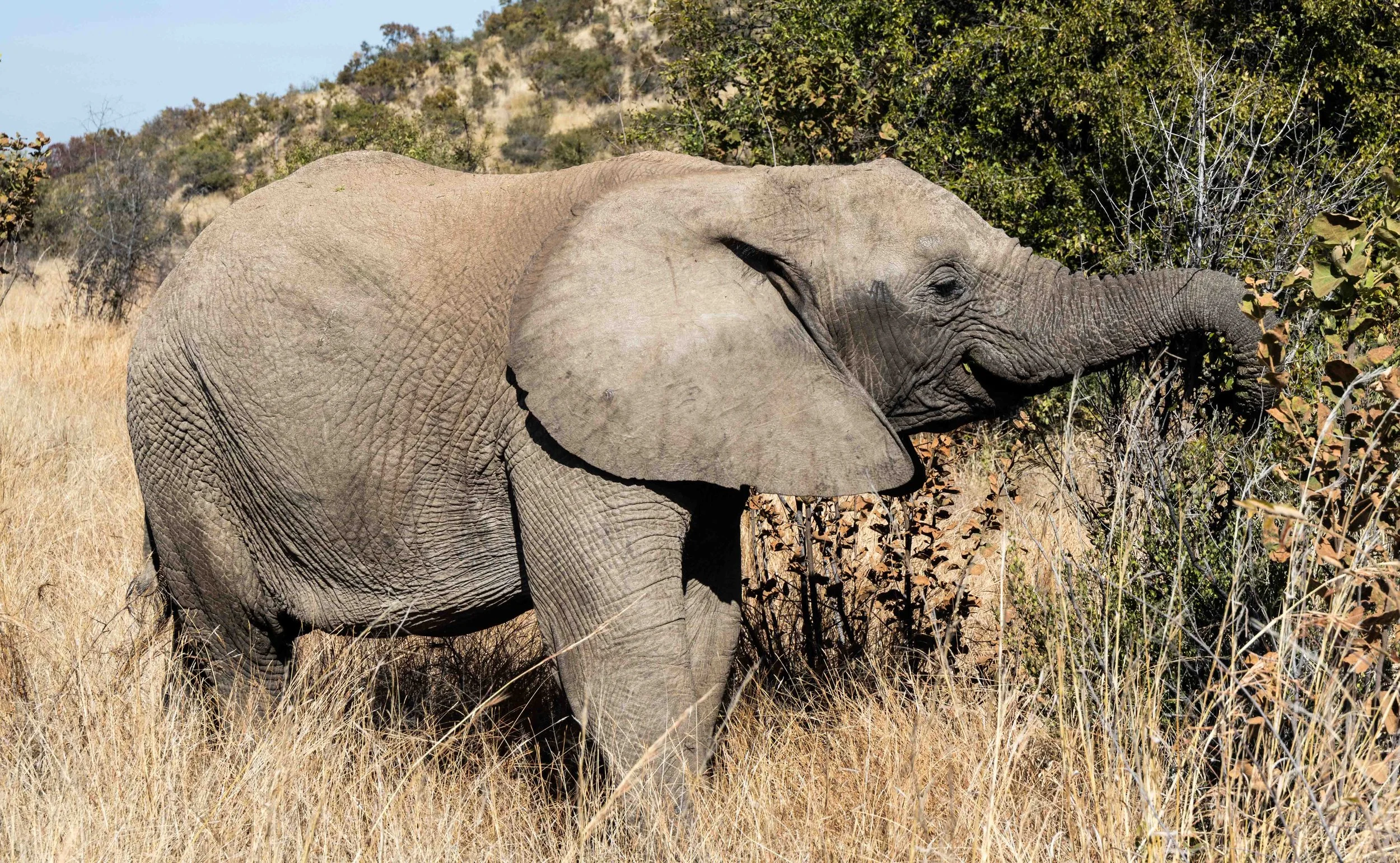 Elephant_Pilansberg South Africa-2012.JPG