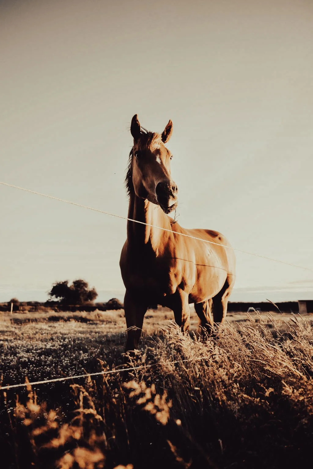Golden Horizon Print