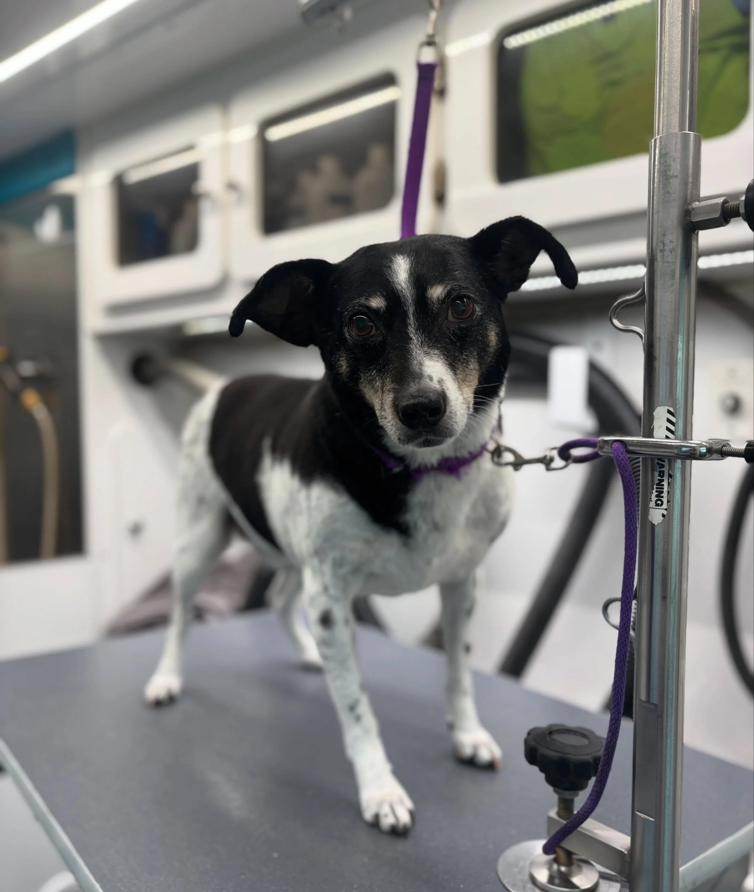 Tuckerrrrr 😍

📍Massapequa

#fayemousgrooms #longisland #mobilegrooming #doggrooming #smallbusiness