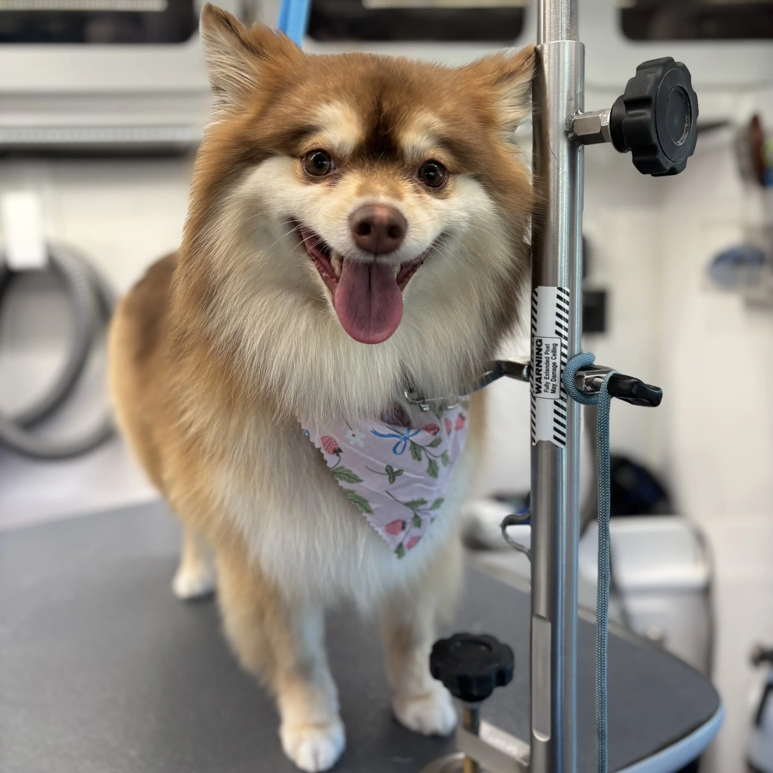 Deshedding Coat Renewal