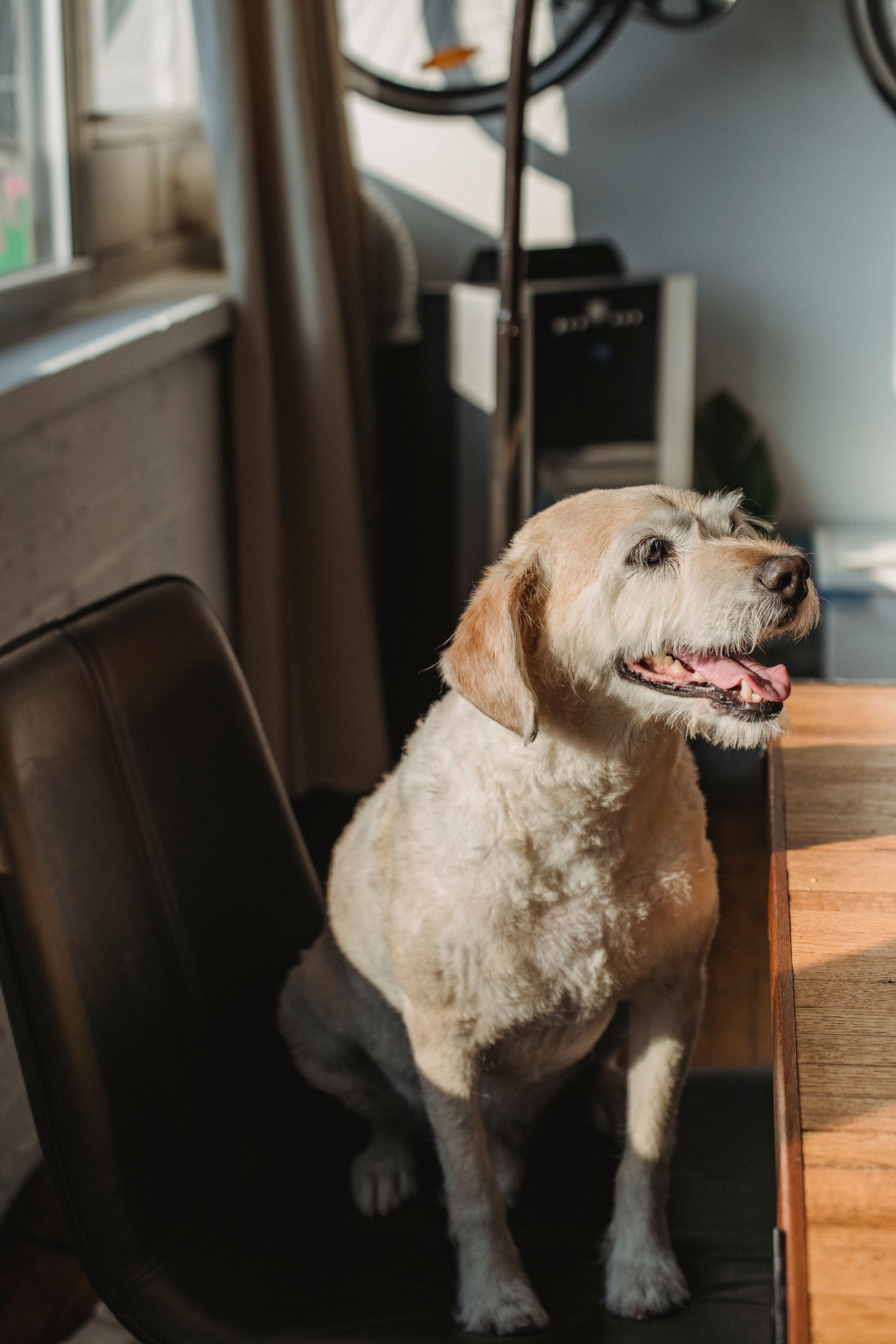 A happy yellow Labrador retriever dog sitting on a black chair inside a house, with a window, curtains, and some furniture in the background.