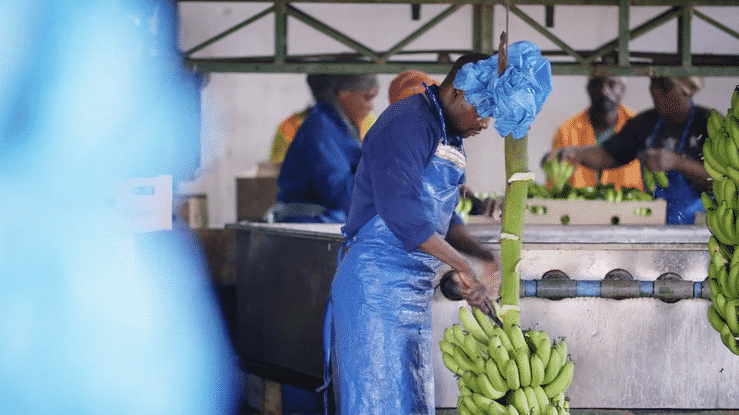 A worker wearing a blue apron, hairnet, and gloves is handling bananas at a banana processing or packaging facility. Other workers are visible in the background under a canopy or tent.