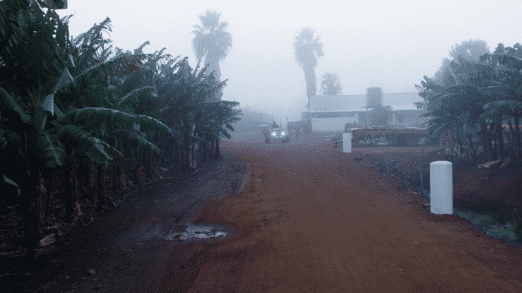 Dirt road with banana trees on both sides, foggy weather, and a few palm trees in the background.