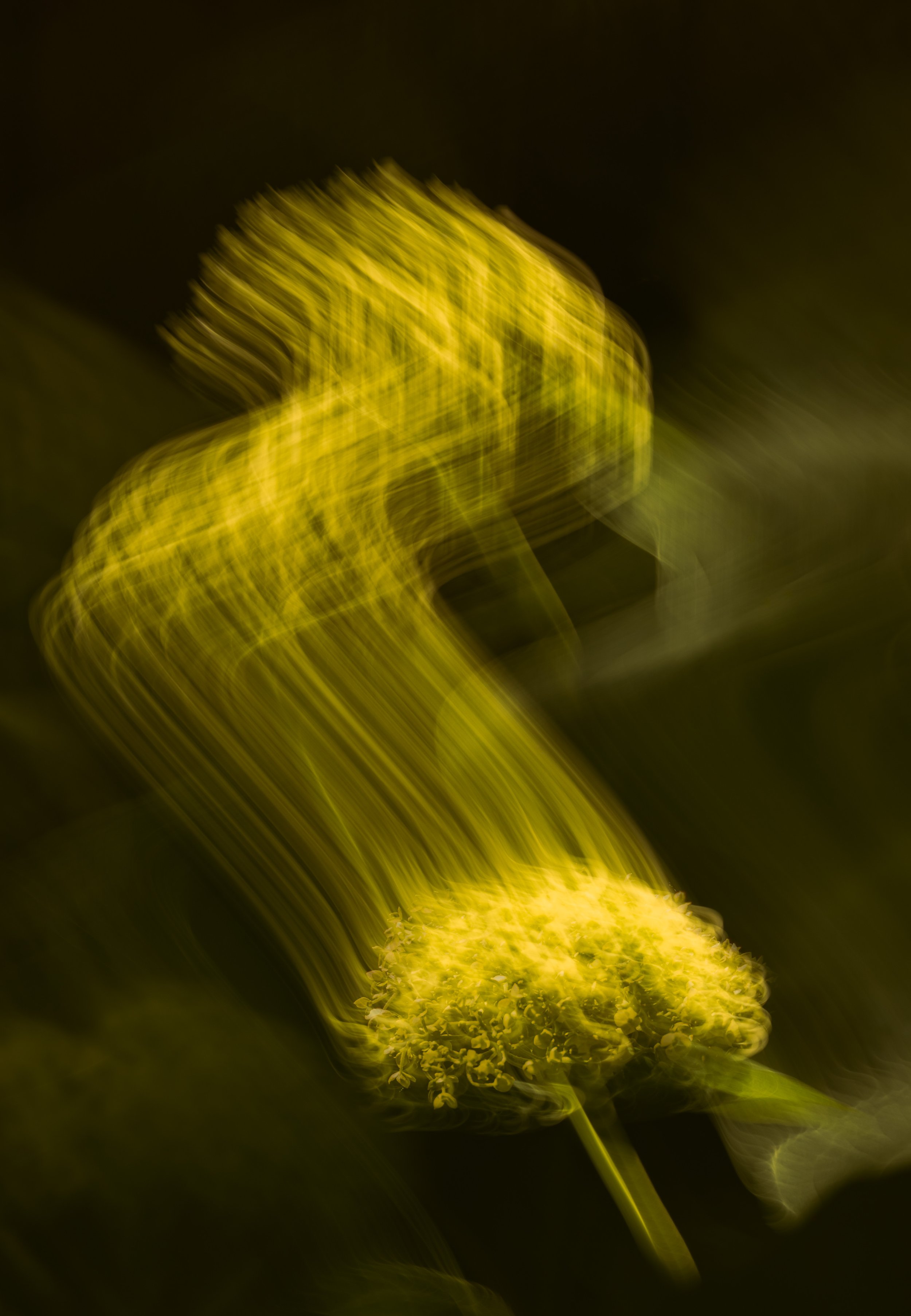 FloraVol2#1.jpg