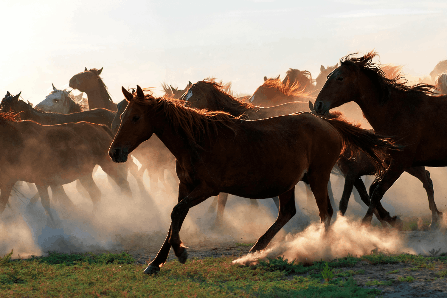 Group of horses running across dusty field during sunset.