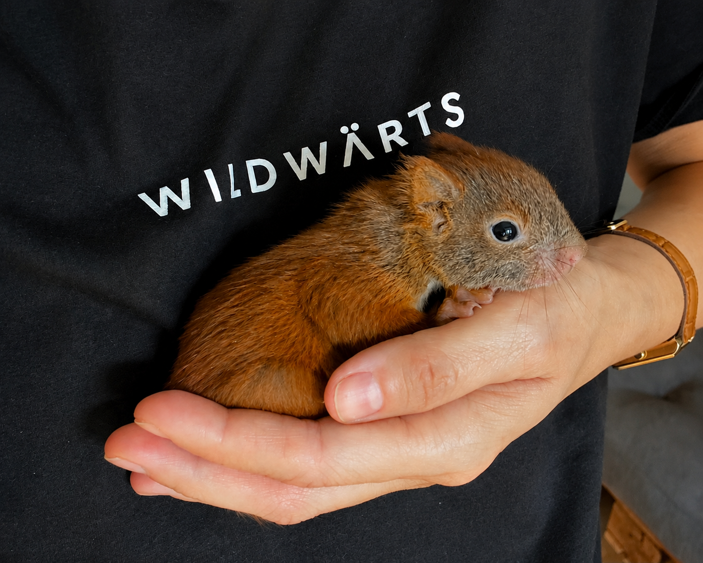 Junges Eichhörnchen wird behutsam in den Händen einer WILDWÄRTS-Pflegerin gehalten.