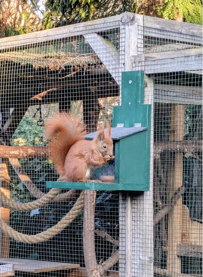 Junges Eichhörnchen frisst auf einer Plattform in einer Außenvoliere.