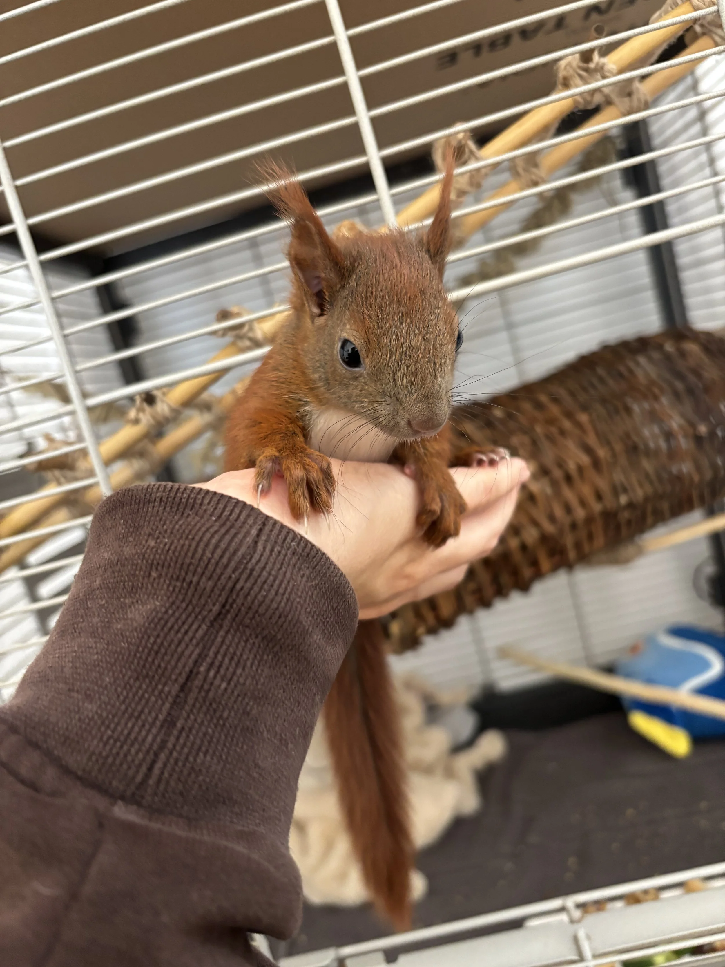 Junges Eichhörnchen vor einer Außenvoliere auf der Hand einer Person.