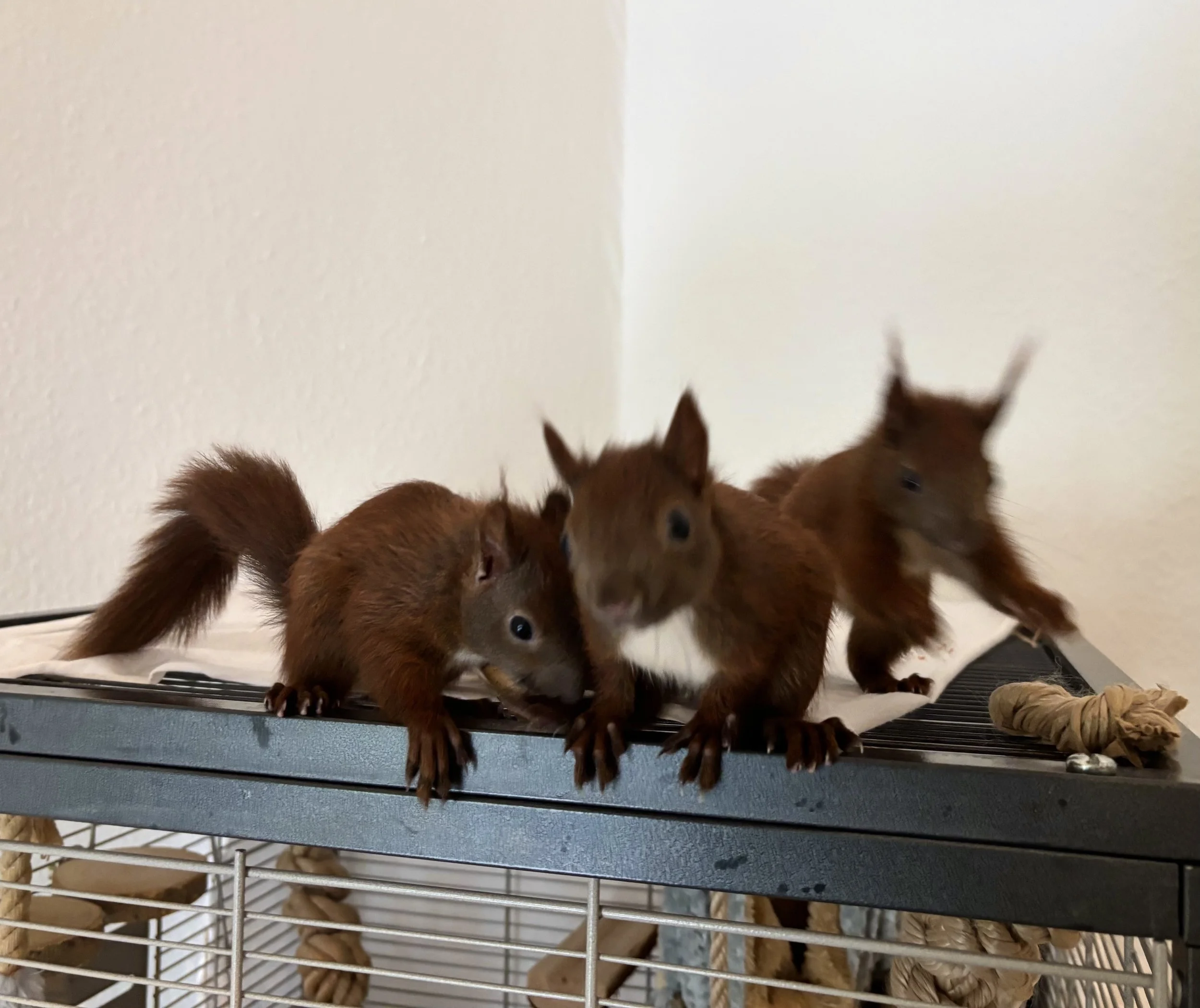 Drei junge Eichhörnchen erkunden neugierig ihre Innenvoliere.