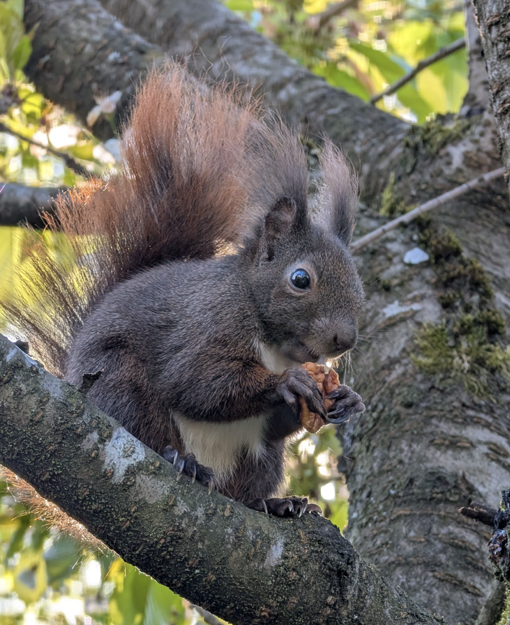 Ausgewildertes Eichhörnchen sitzt auf einem Baum und frisst eine Walnuss.