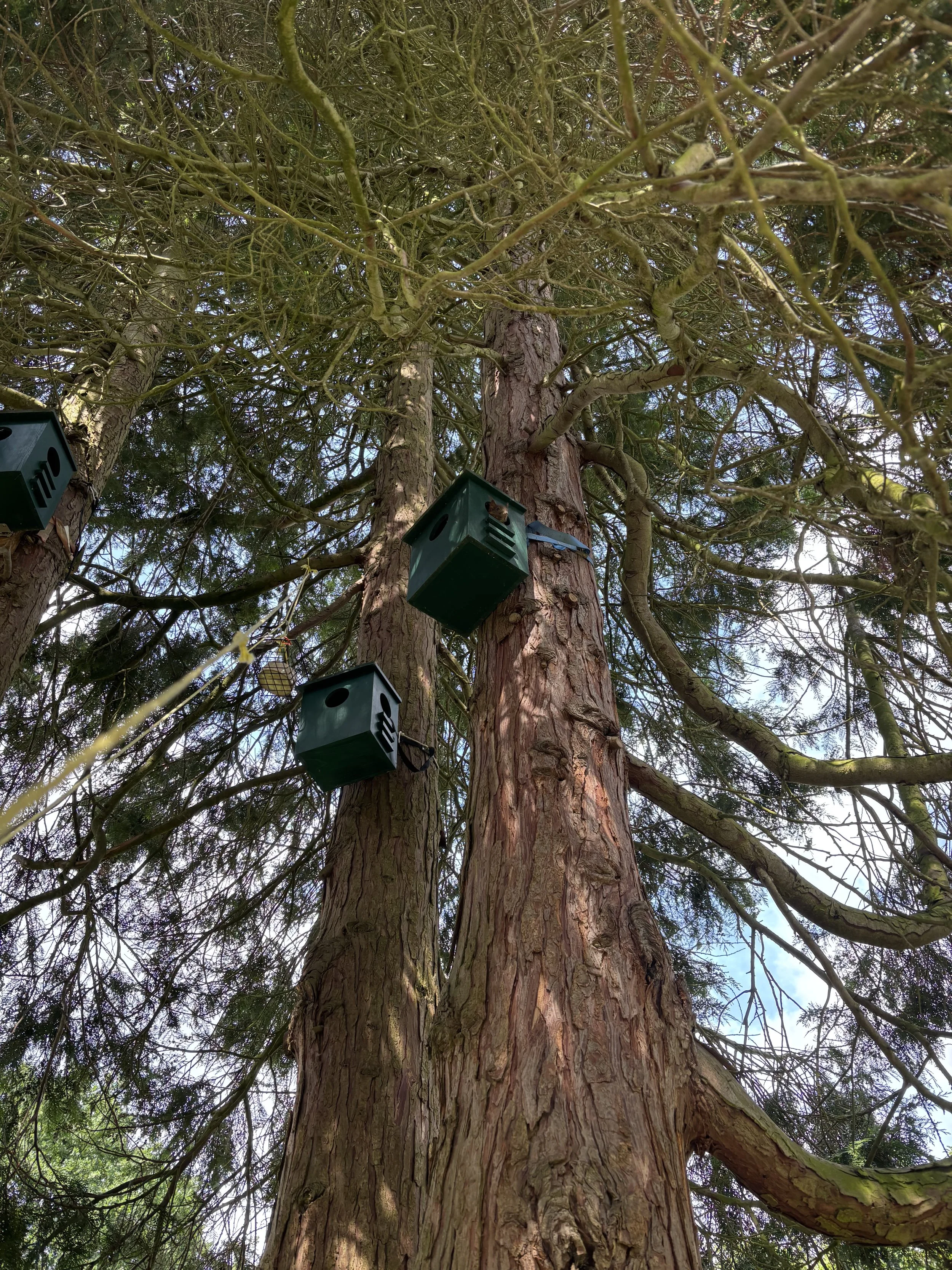 Hoher Baum mit mehreren Eichhörnchenkobeln in einem naturnahen Garten.