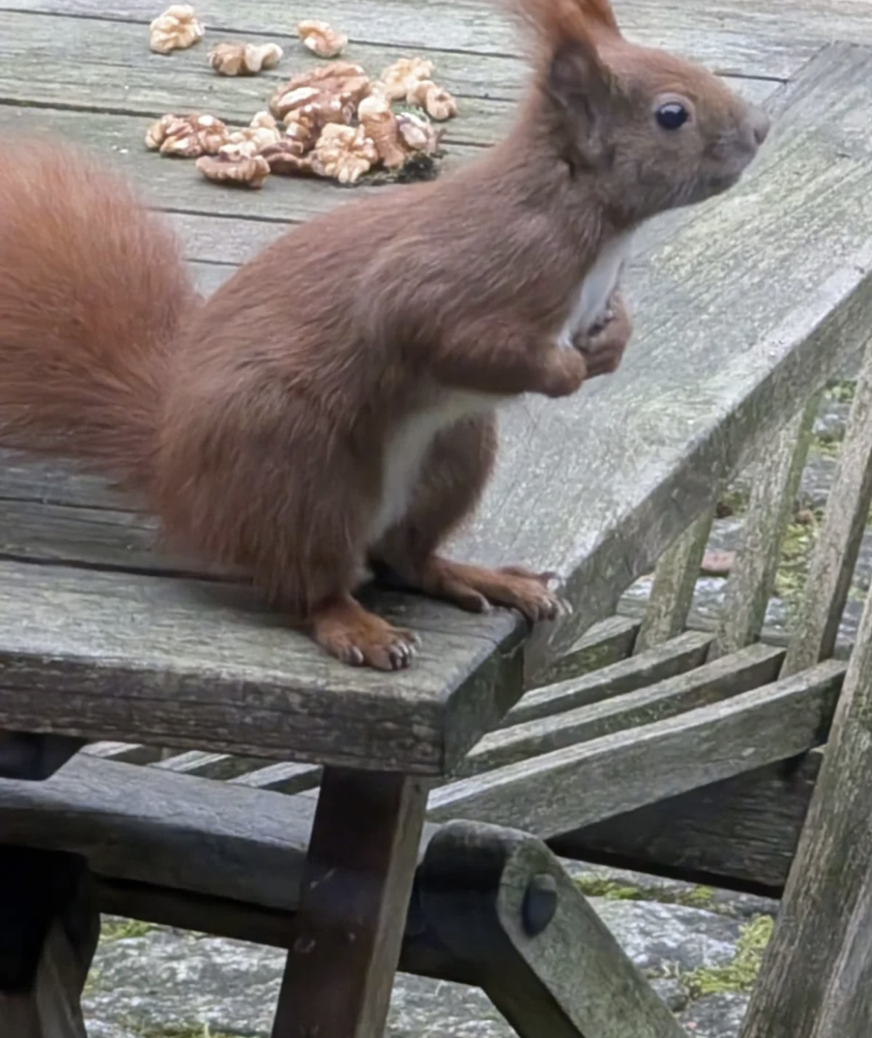 Ausgewildertes Eichhörnchen frisst Walnüsse auf einem Gartentisch.