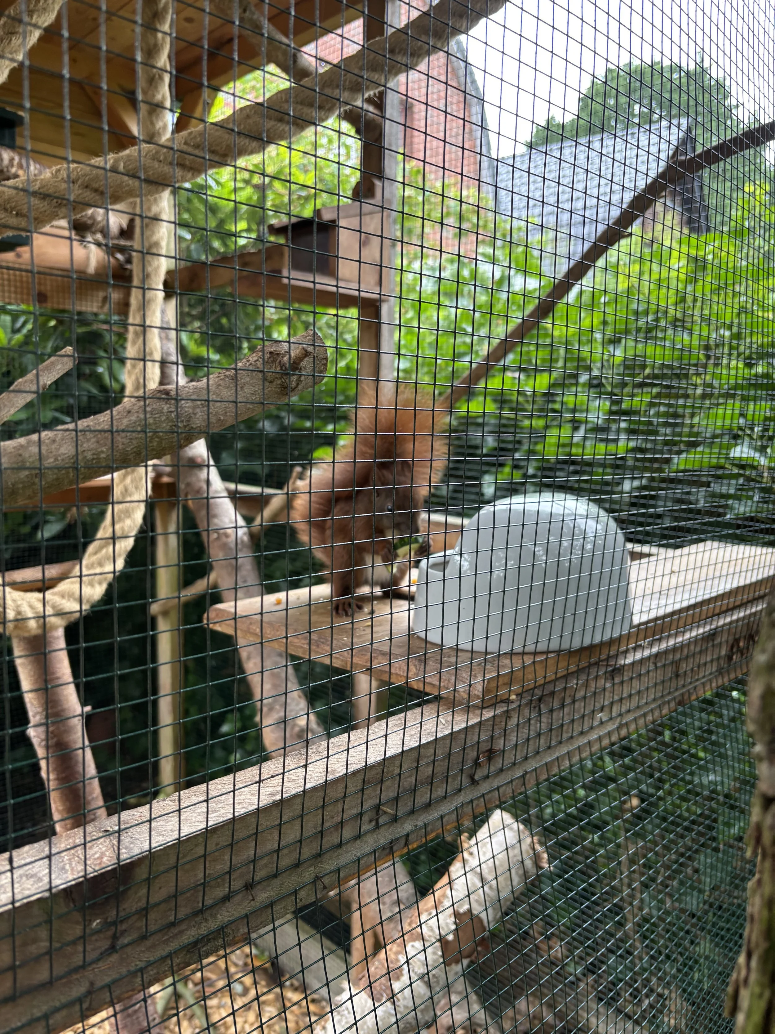 Eichhörnchen in Außenvoliere am Fressen.