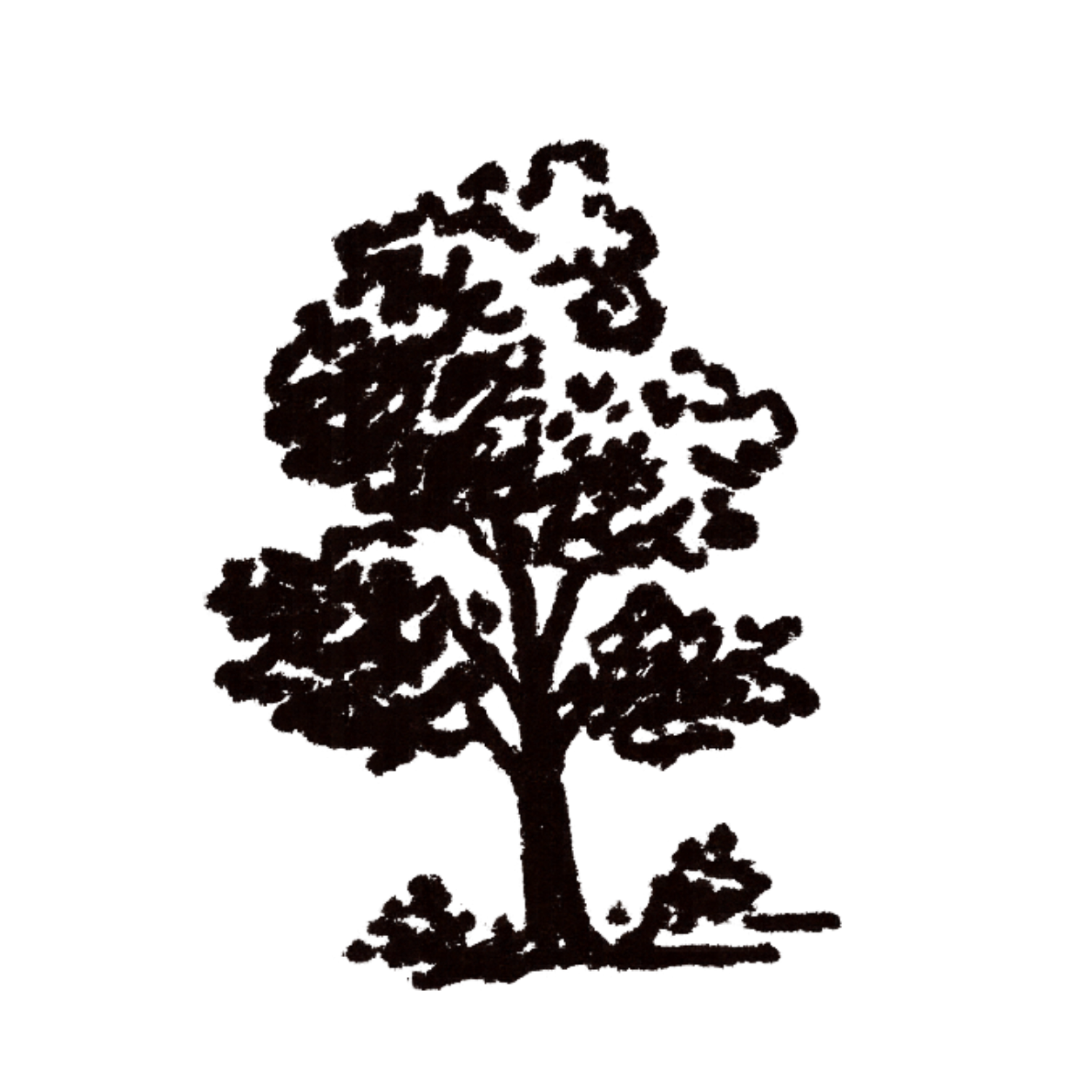 Auswilderung von Eichhörnchen zurück in die Natur.