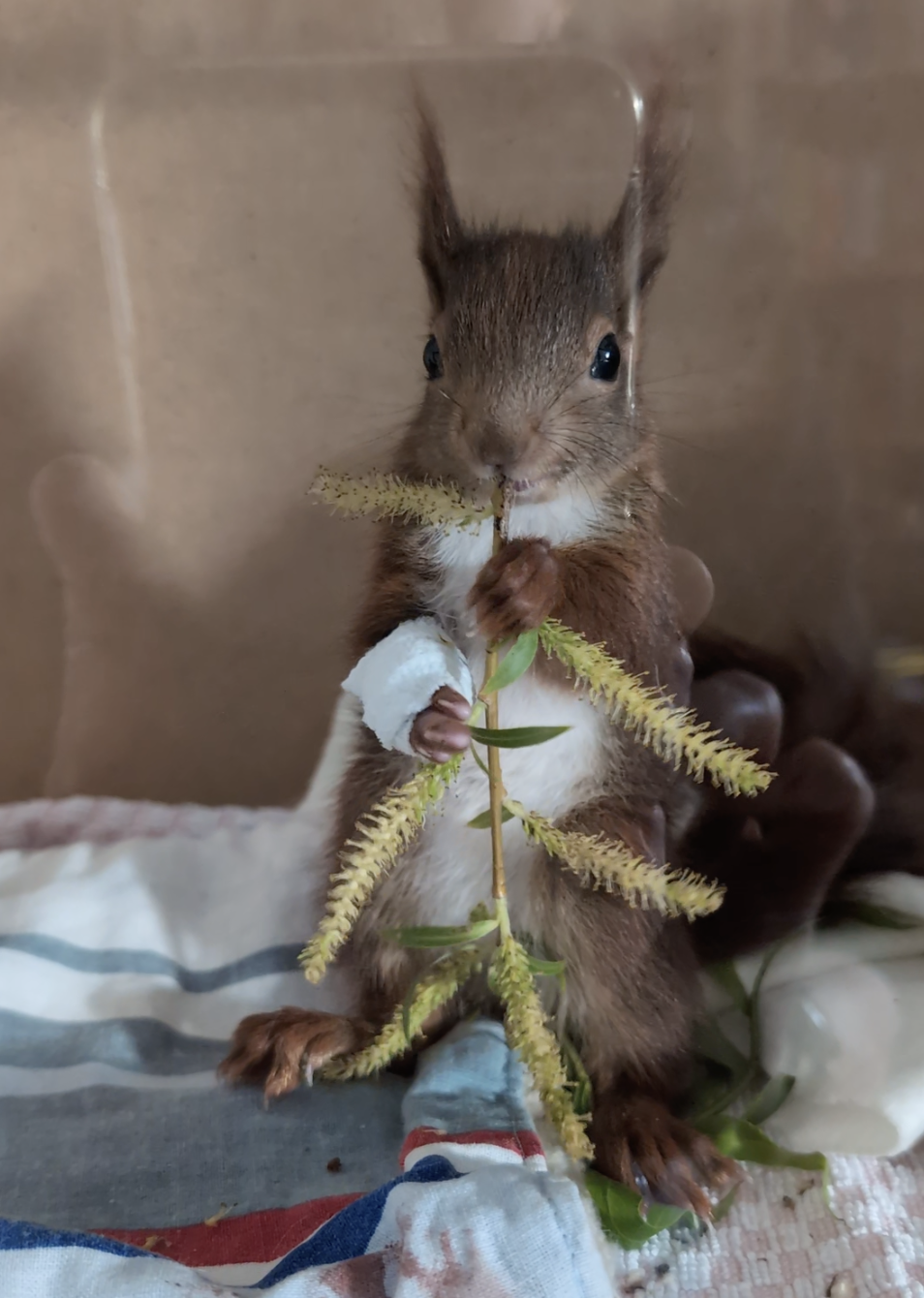 Junges Eichhörnchen mit verbundener Pfote hält einen Blütenzweig in einer Innenvoliere.