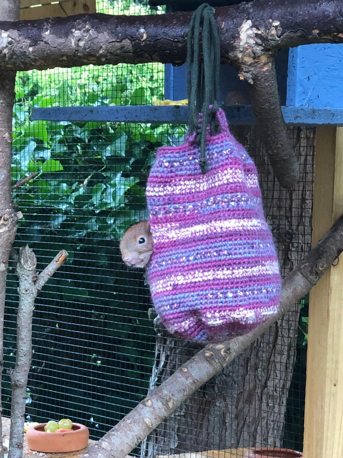 Eichhörnchen blickt aus einem gehäkelten Kobel in einer Außenvoliere.