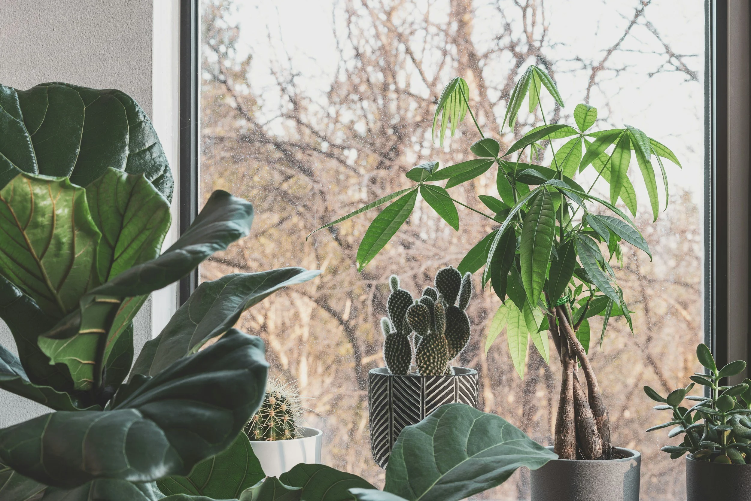 various houseplants