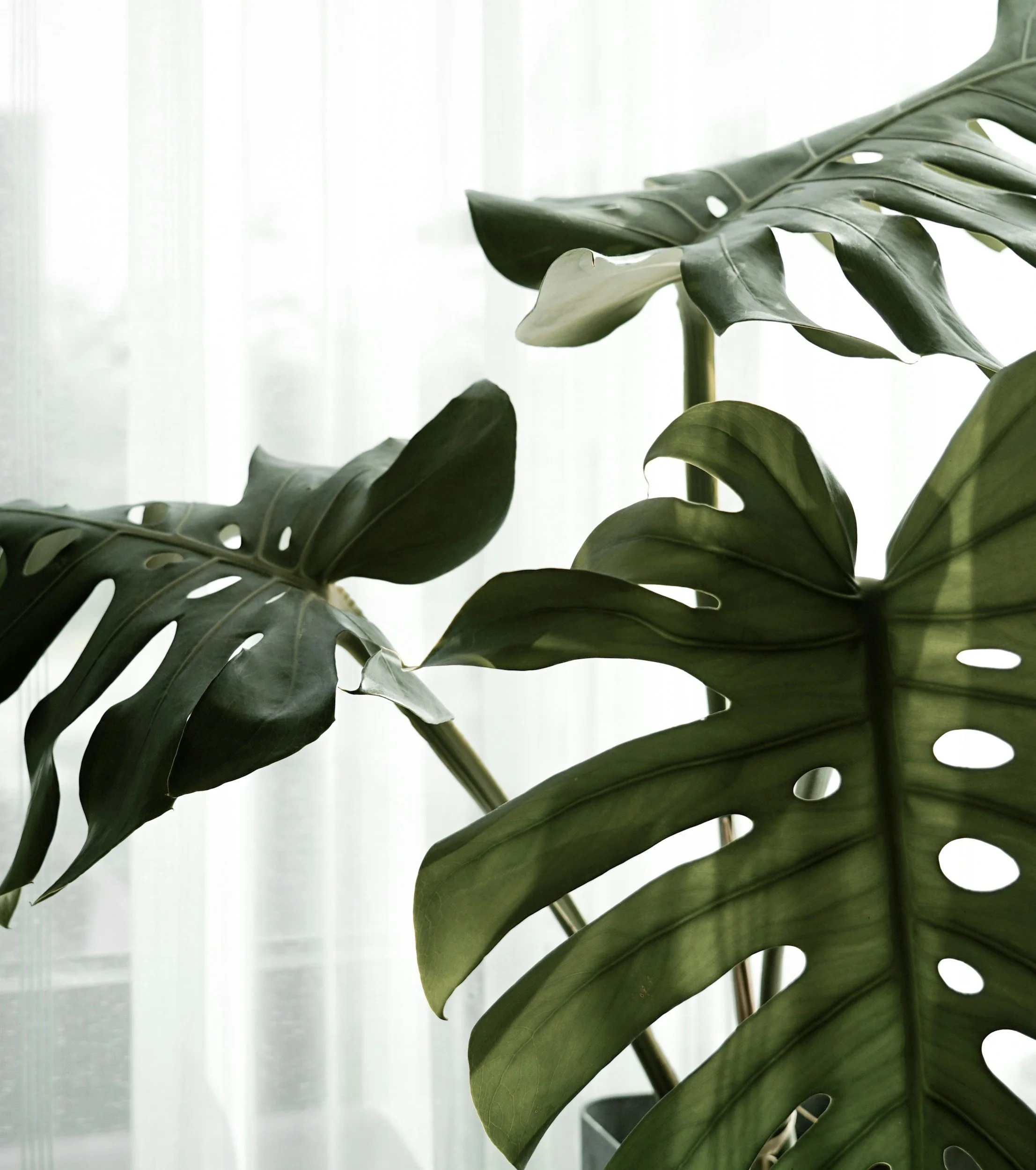 monstera leaves