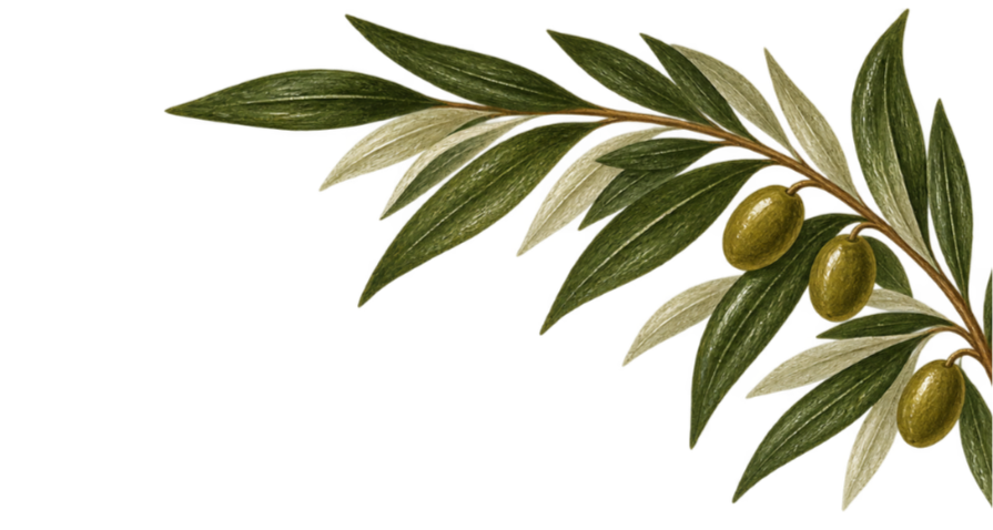 Olive branch with green olives and elongated green leaves.