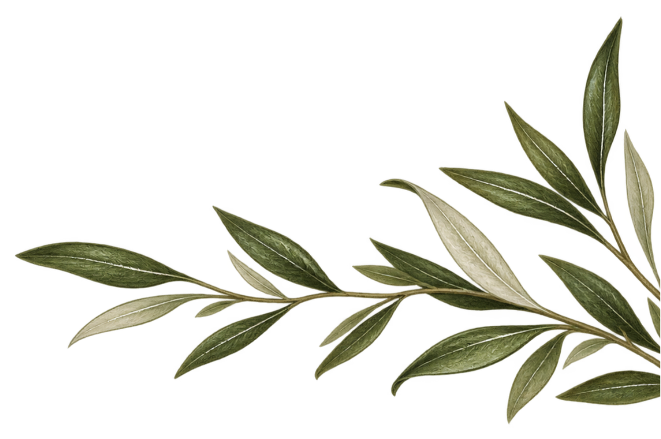 A sprig of green and grayish green leaves with thin white veins, arranged along a central stem.