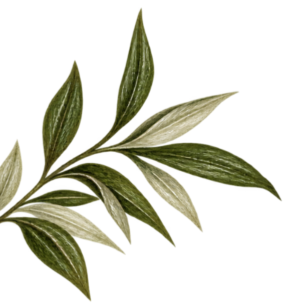 A digital illustration of a branch with elongated green and white variegated leaves.